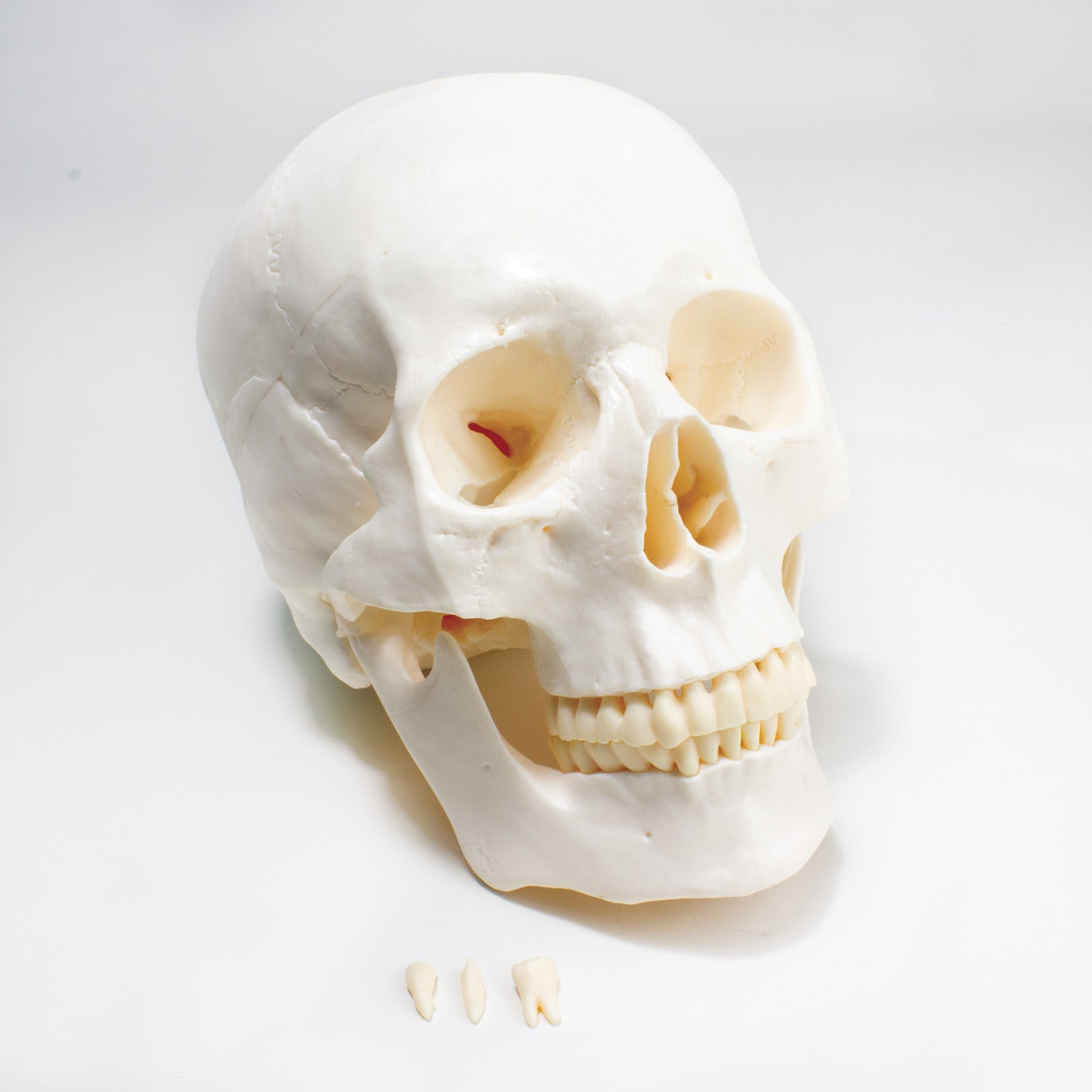 United Scientific® Economy Skull Model – Life-Size Plastic Human Anatomy Model with Removable Teeth & Detachable Calvarium