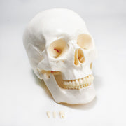 United Scientific® Economy Skull Model – Life-Size Plastic Human Anatomy Model with Removable Teeth & Detachable Calvarium
