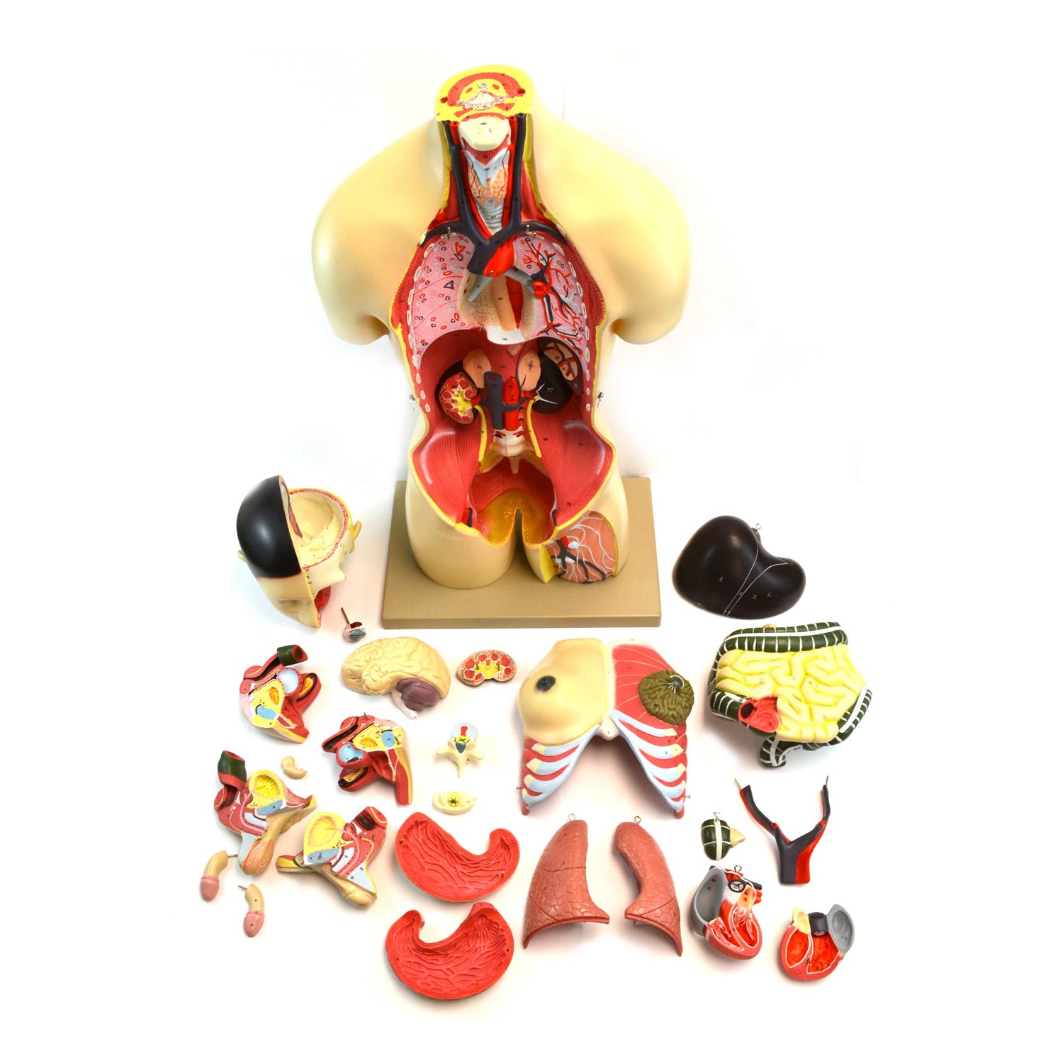 Eisco® Life-Size Dual Sex Human Torso Model with Open Front & Back – 18 Removable Organs, Anatomical Teaching Model