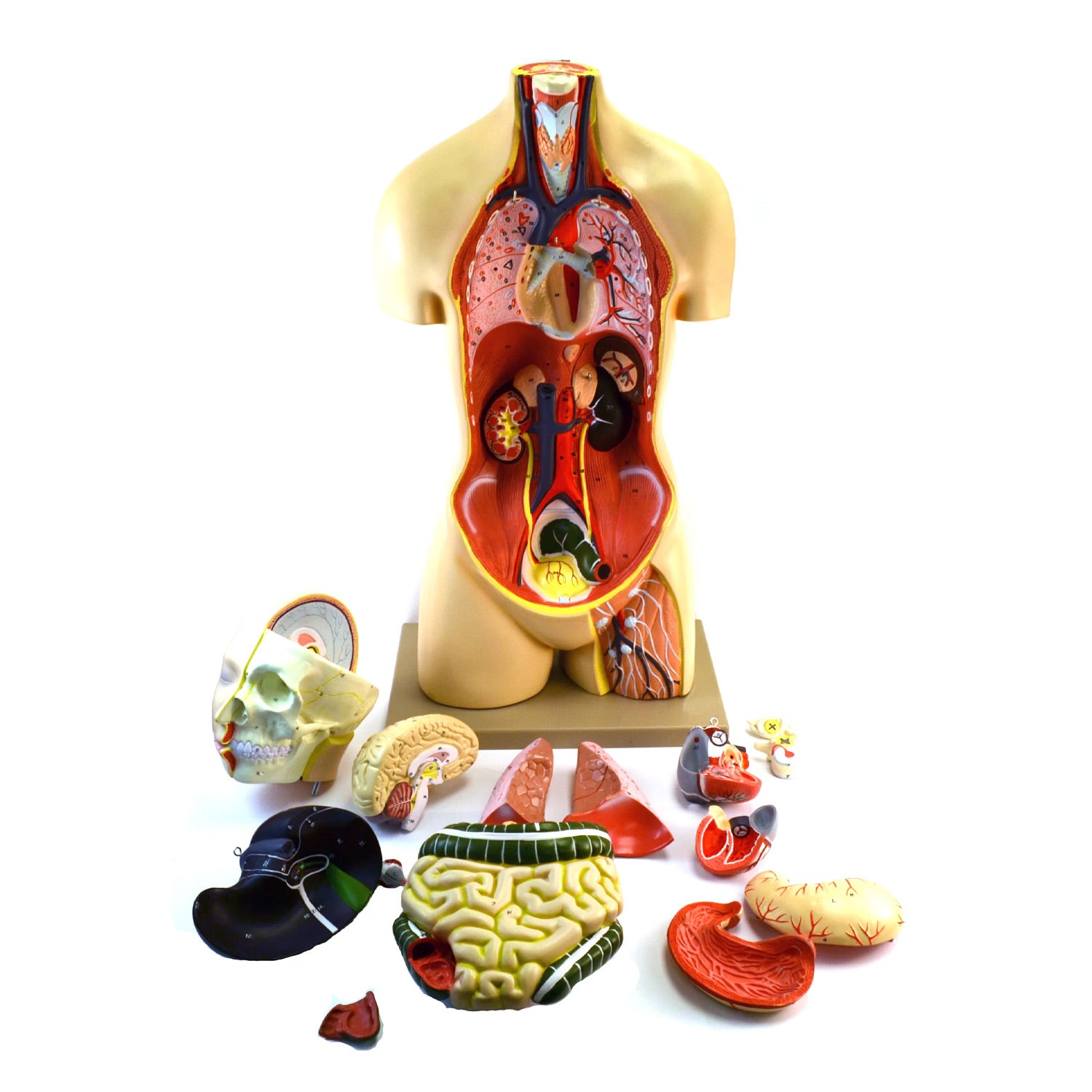 Eisco® Life-Size Human Torso Model, 15-Part, Premium Sexless Anatomical Model with Removable Organs and Open Back – Biology & Medical Teaching Aid