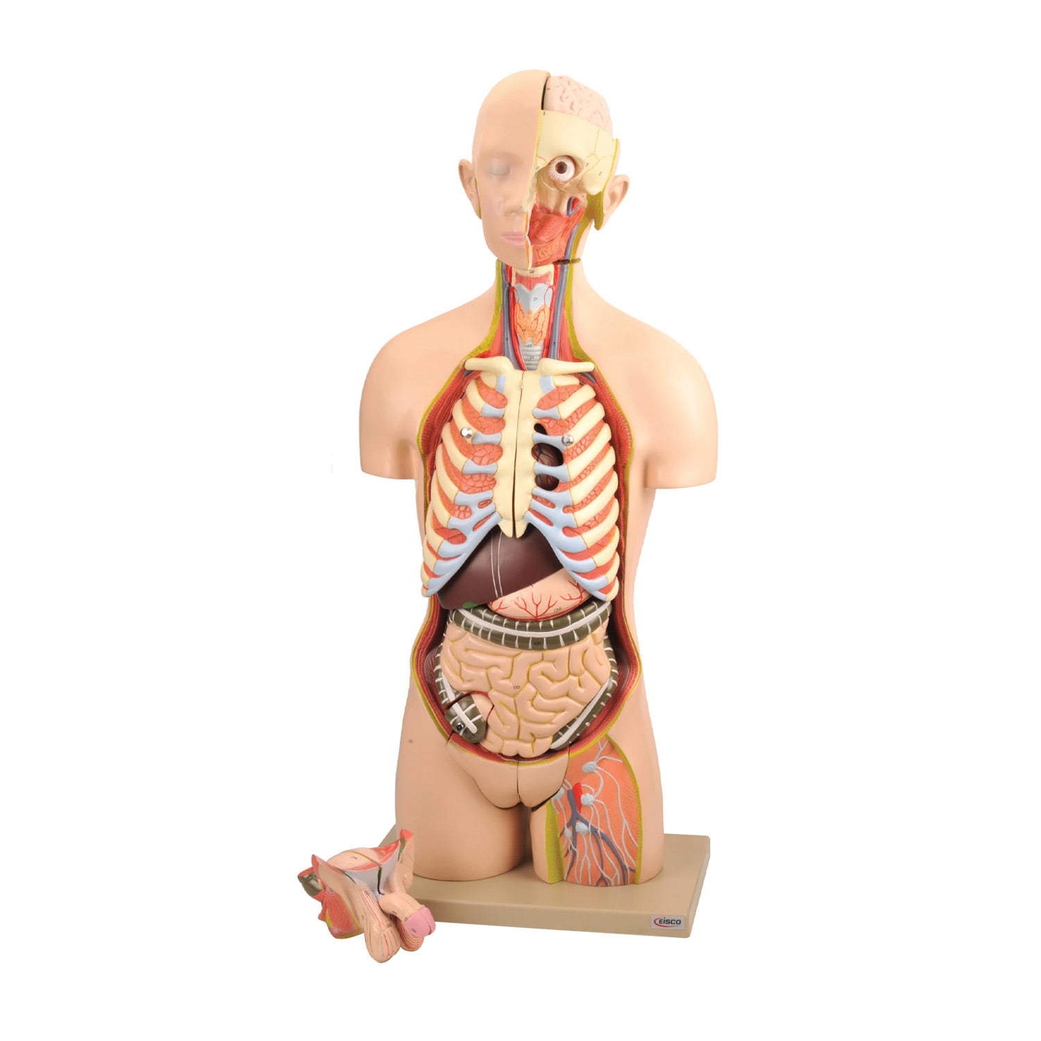 Eisco® Life-Size Dual Sex Human Torso Model – 28 Removable Parts, Open Front & Back, Premium Anatomy Teaching Model