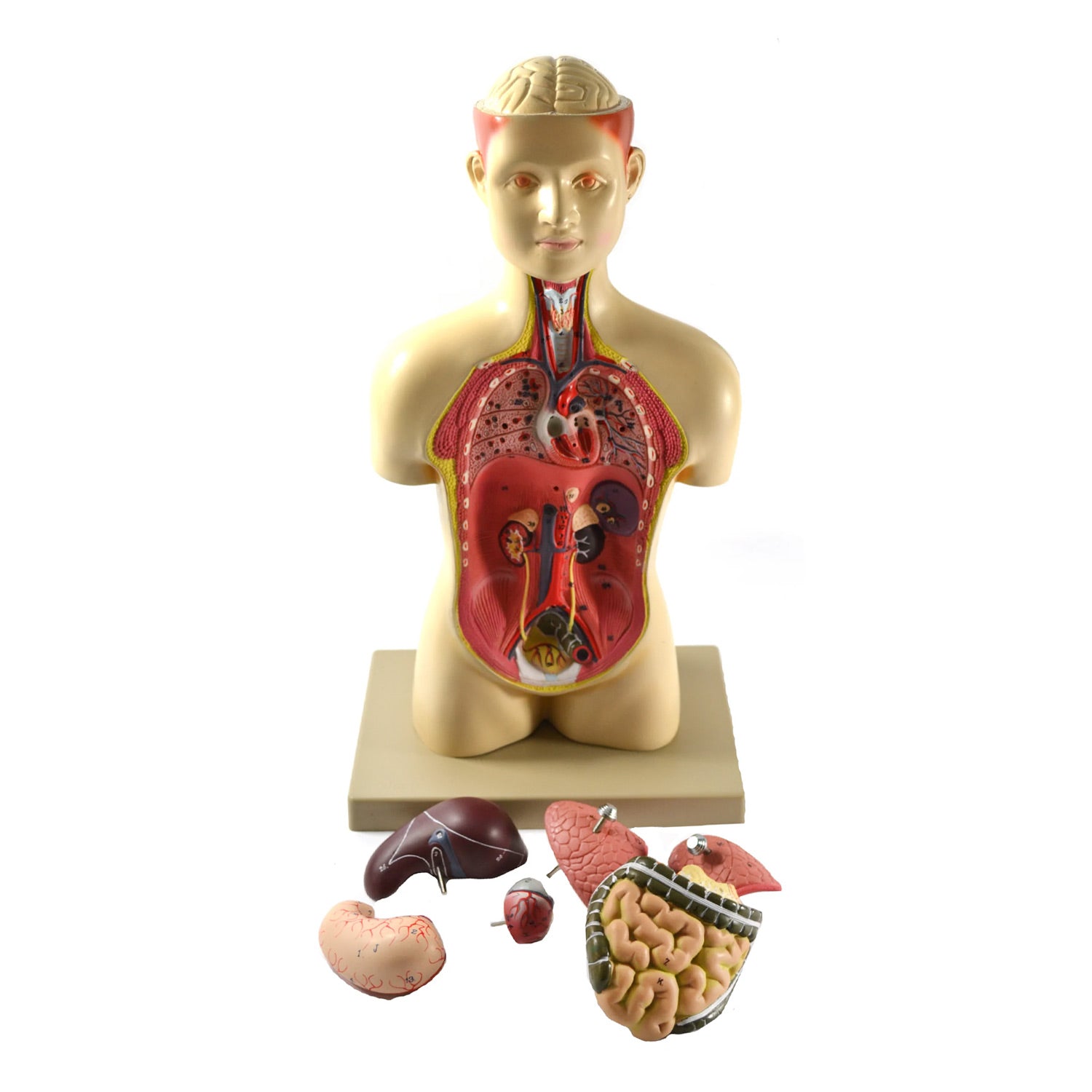Eisco® Adult Half-Size Human Torso Model – 7 Removable Parts, Half Life Size (17"), Hand-Painted Anatomy Model for Medical & Biology Education