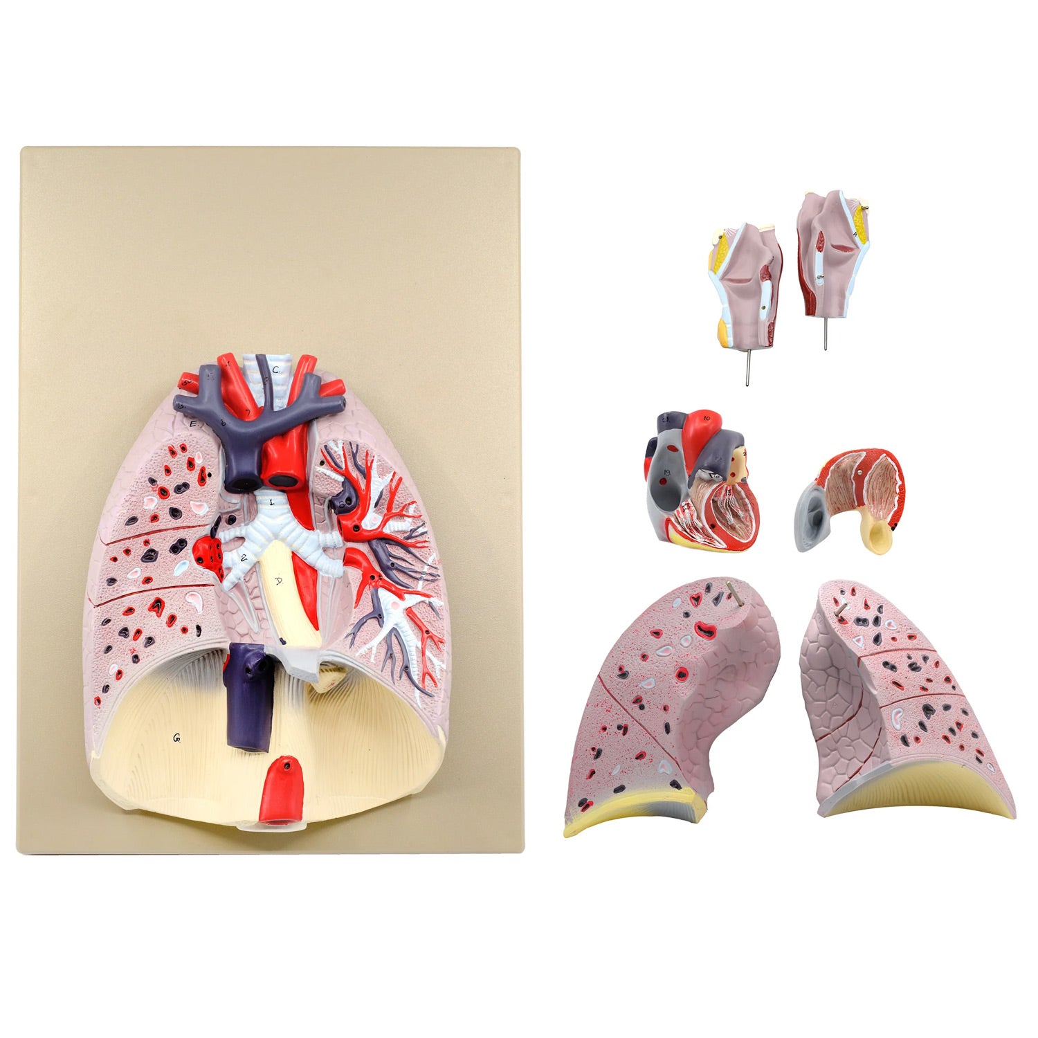 Advanced Life-Size Heart and Lungs Model – 7-Part Anatomical Teaching Model with Removable Organs – Eisco Labs