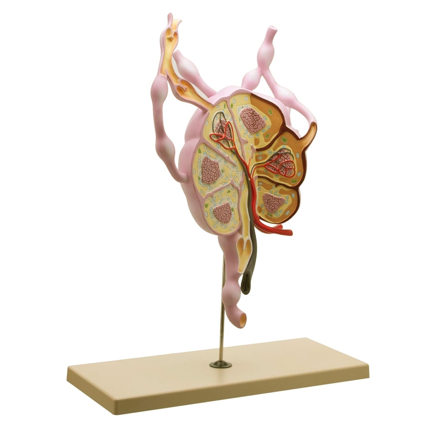 Eisco® Human Lymph Node Model – 24" Tall Anatomy Teaching Model for Biology & Medical Study
