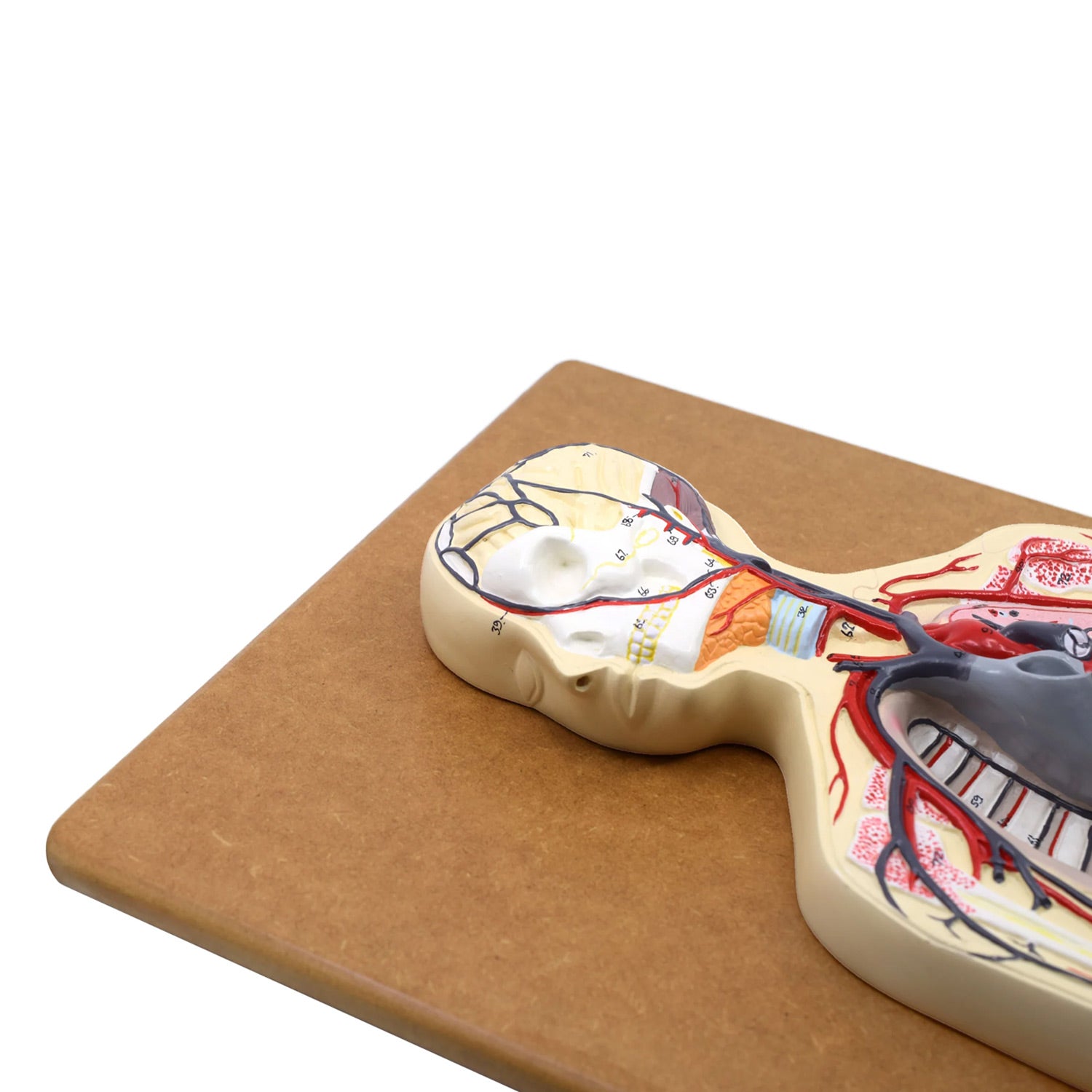 Eisco Labs Human Circulatory System Model – Hand Painted, Numbered Anatomy Model with Key Card & Base for Classroom & Lab Study