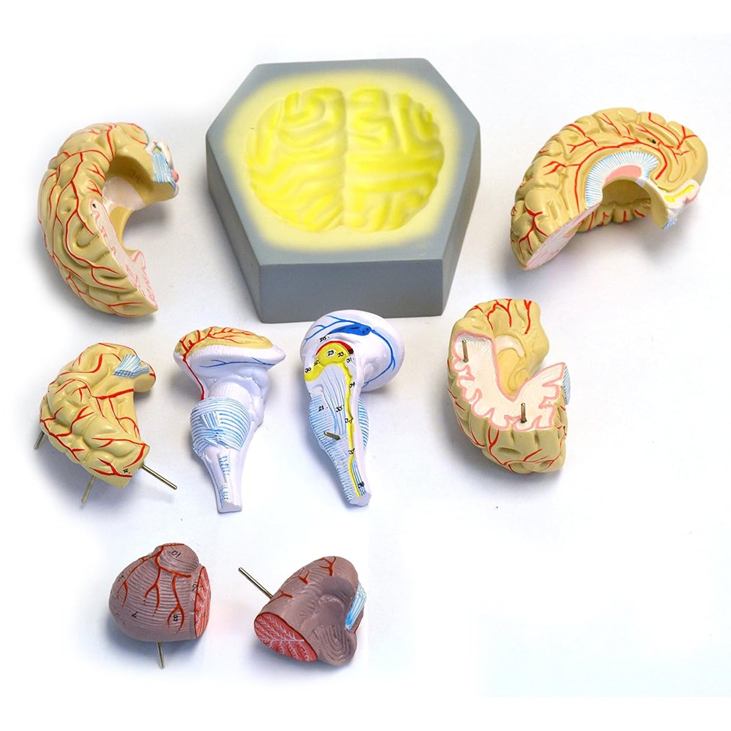 Eisco® Life-Size Human Brain Model with Arteries – 9 Part Dissectible Anatomy Model with Base & Key Card