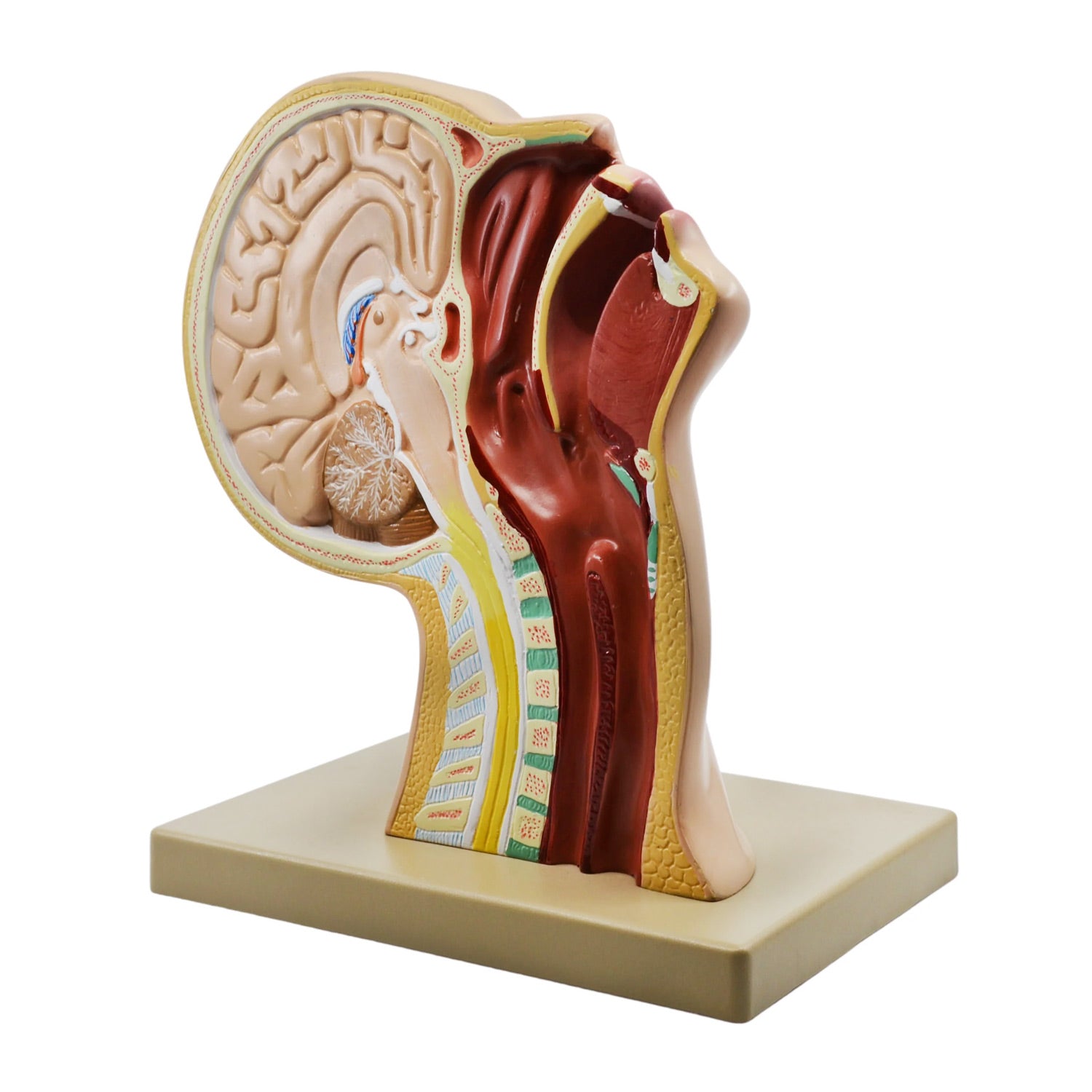 Eisco Labs® Nasal Swab Training Model – 12 Inch PVC 3D Nasopharyngeal Swab Demonstration Model for Medical & Educational Use