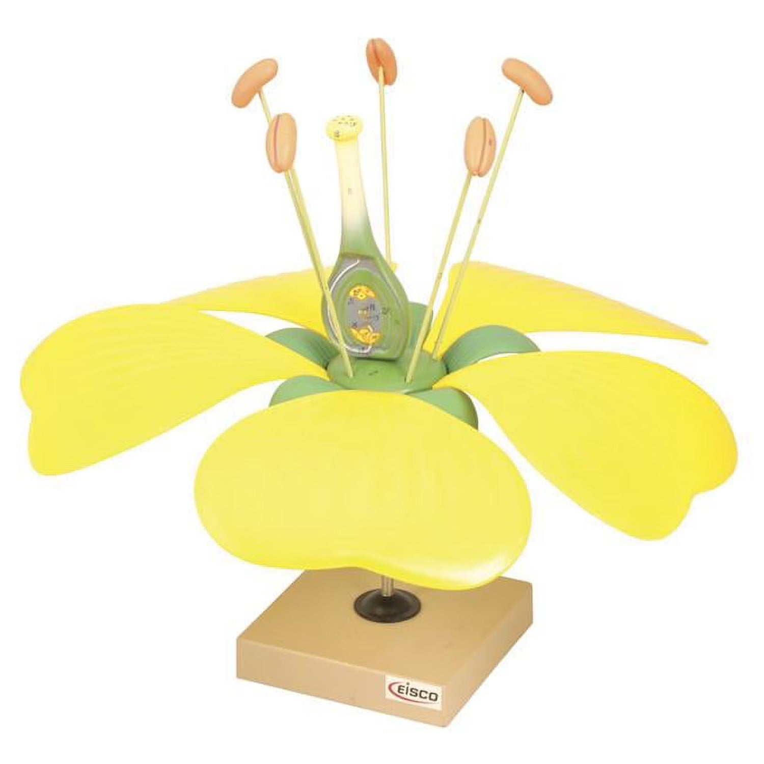 Eisco Labs Typical Flower Model – Large, Detailed, Removable Parts for Classroom Biology Study