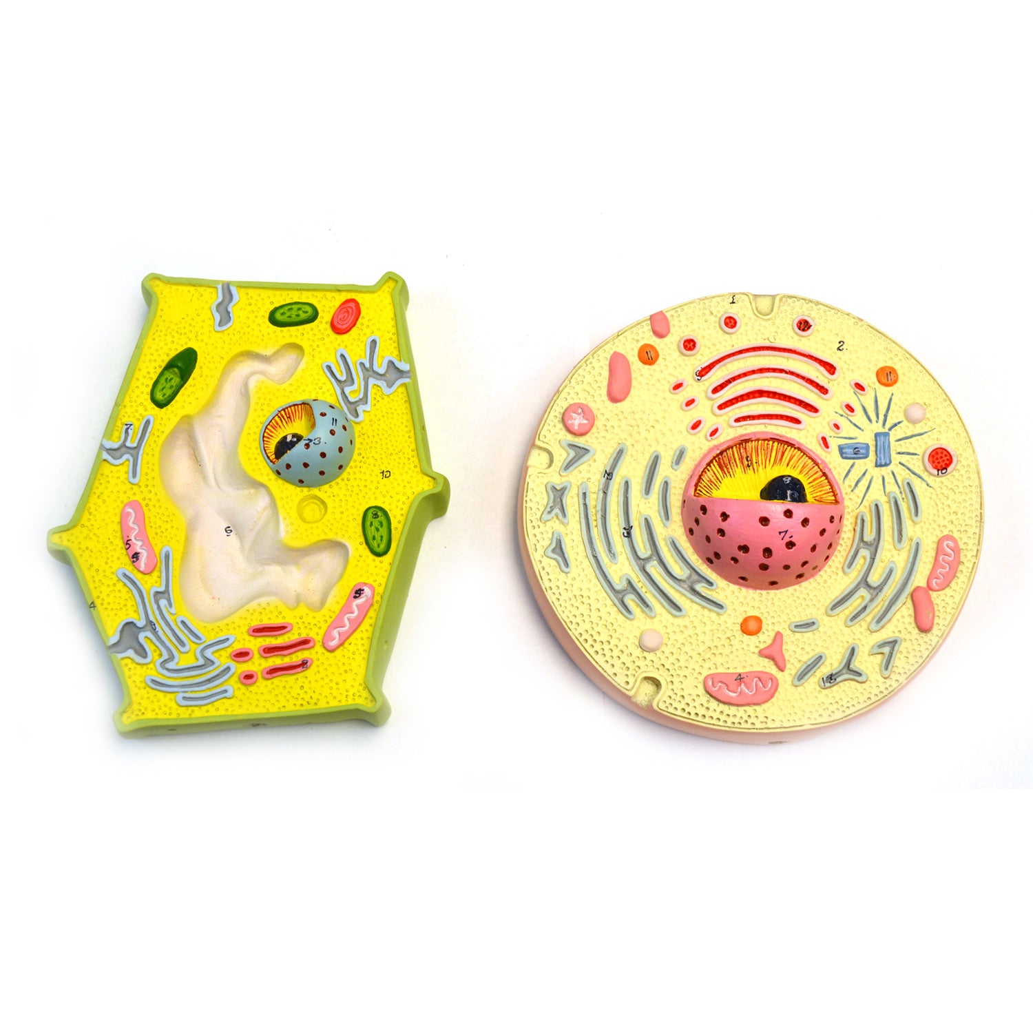 Eisco Labs Plant and Animal Cell Model Set – Handheld Comparative Study Models with Labeled Organelles