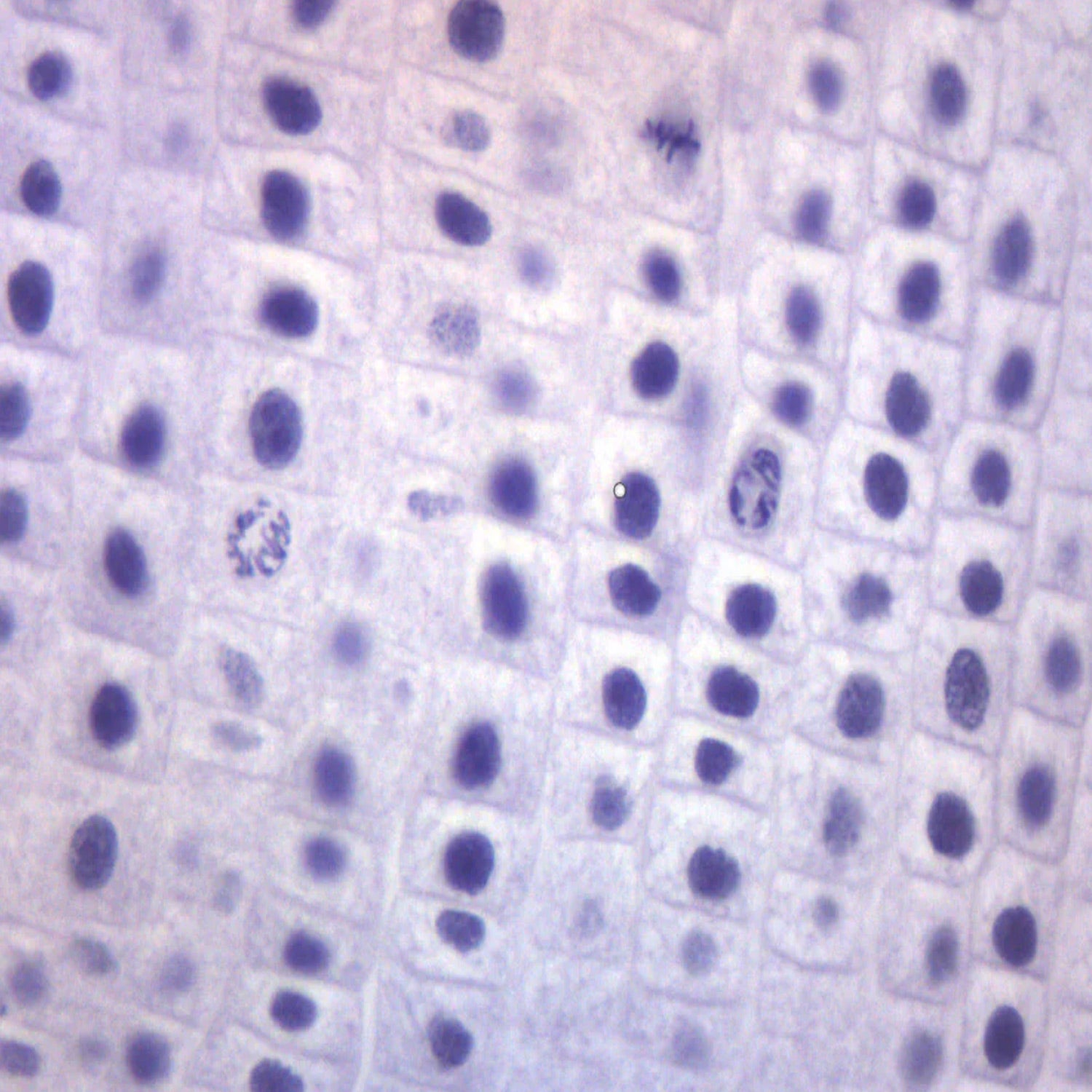 Onion Mitosis Prepared Microscope Slide – 75x25mm | Allium Root Tip Cell Division Stages for Biology & Education