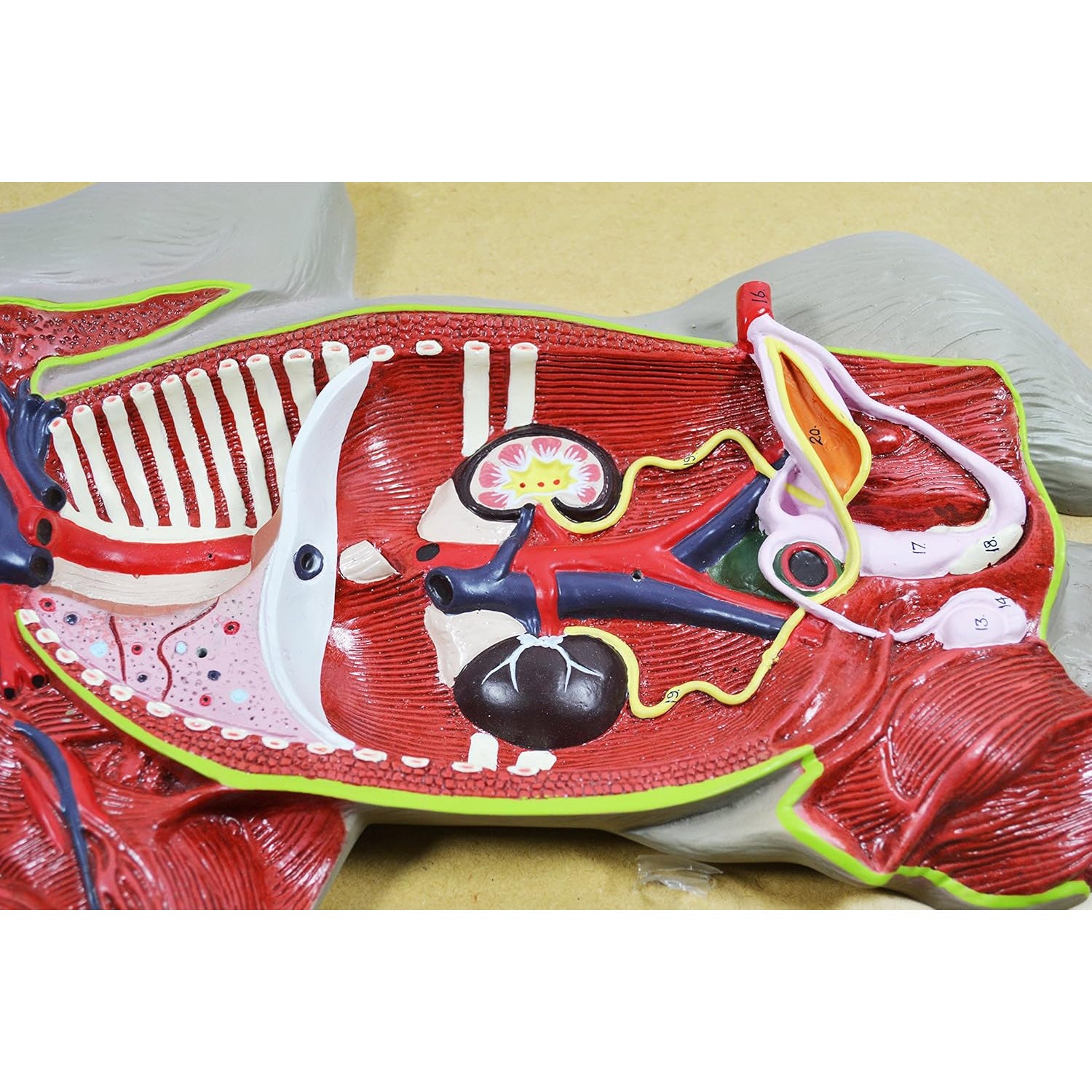 Pig Dissection Model – Anatomy Teaching Aid with Visible Internal Organs, Mounted on Base with English Key Card (56 x 30 x 7 cm)