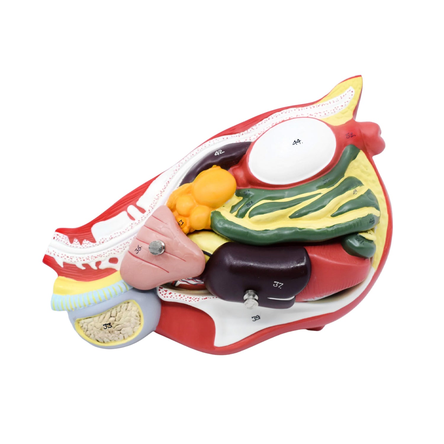 Life-Size Chicken Anatomy Model – 6-Part Dissectible Hen with Egg, Musculoskeletal, Digestive, Respiratory & Reproductive Structures – Veterinary & Biology Teaching Aid