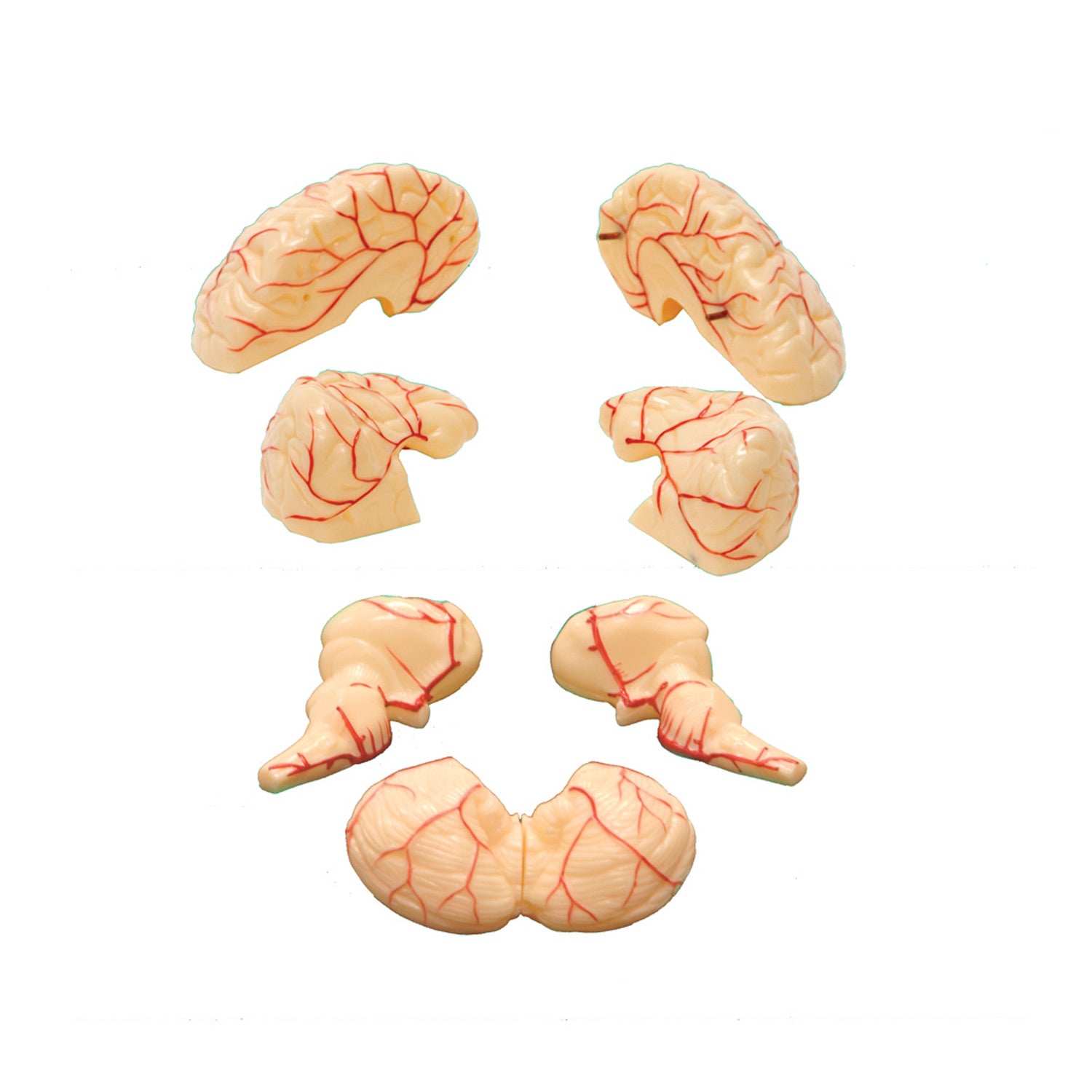 United Scientific® 8-Part Human Brain Model – Full-Size Anatomical Teaching Tool with Stand & Guide