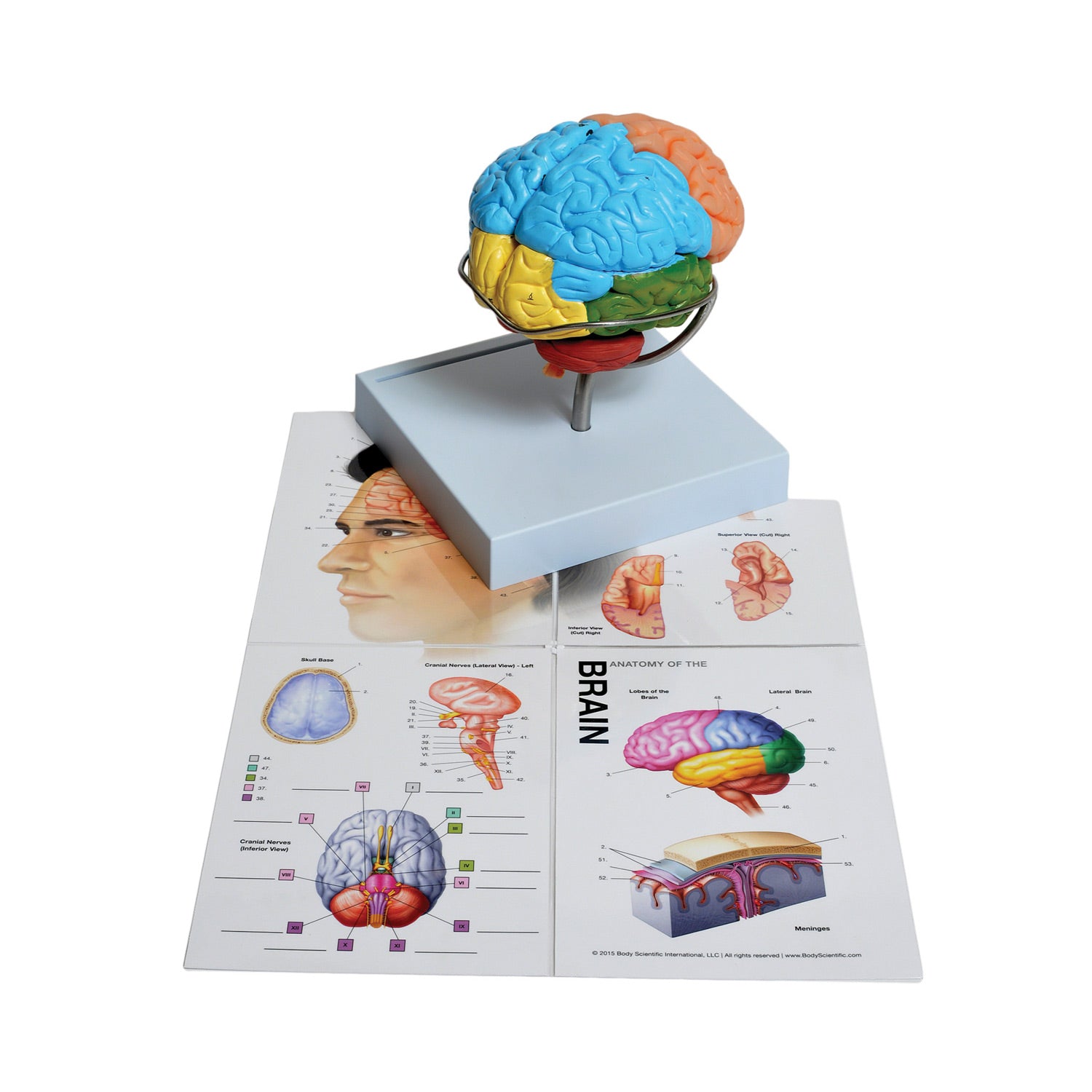 United Scientific® 8-Part Human Brain Model – Full-Size Anatomical Teaching Tool with Stand & Guide
