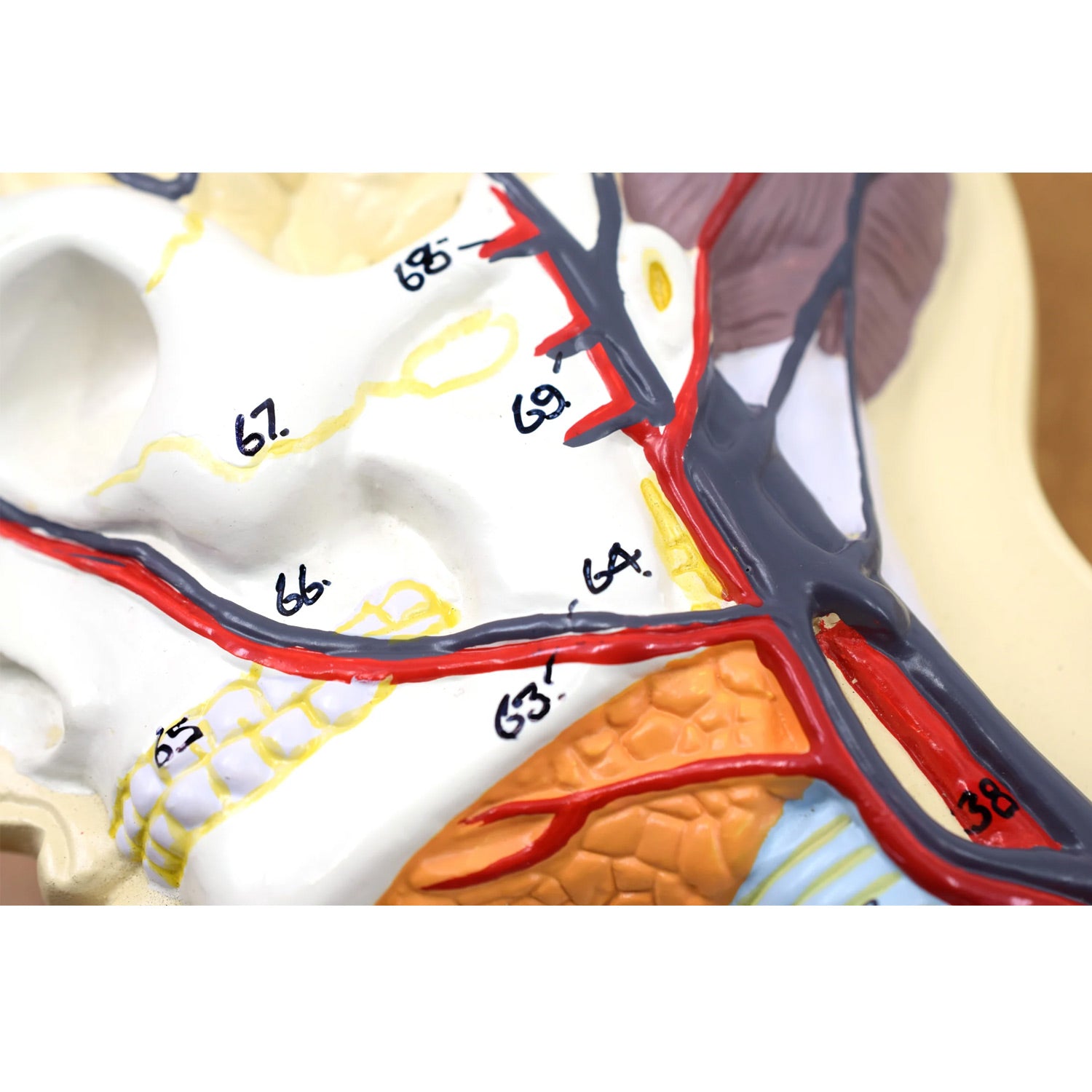 Eisco Labs Human Circulatory System Model – Hand Painted, Numbered Anatomy Model with Key Card & Base for Classroom & Lab Study