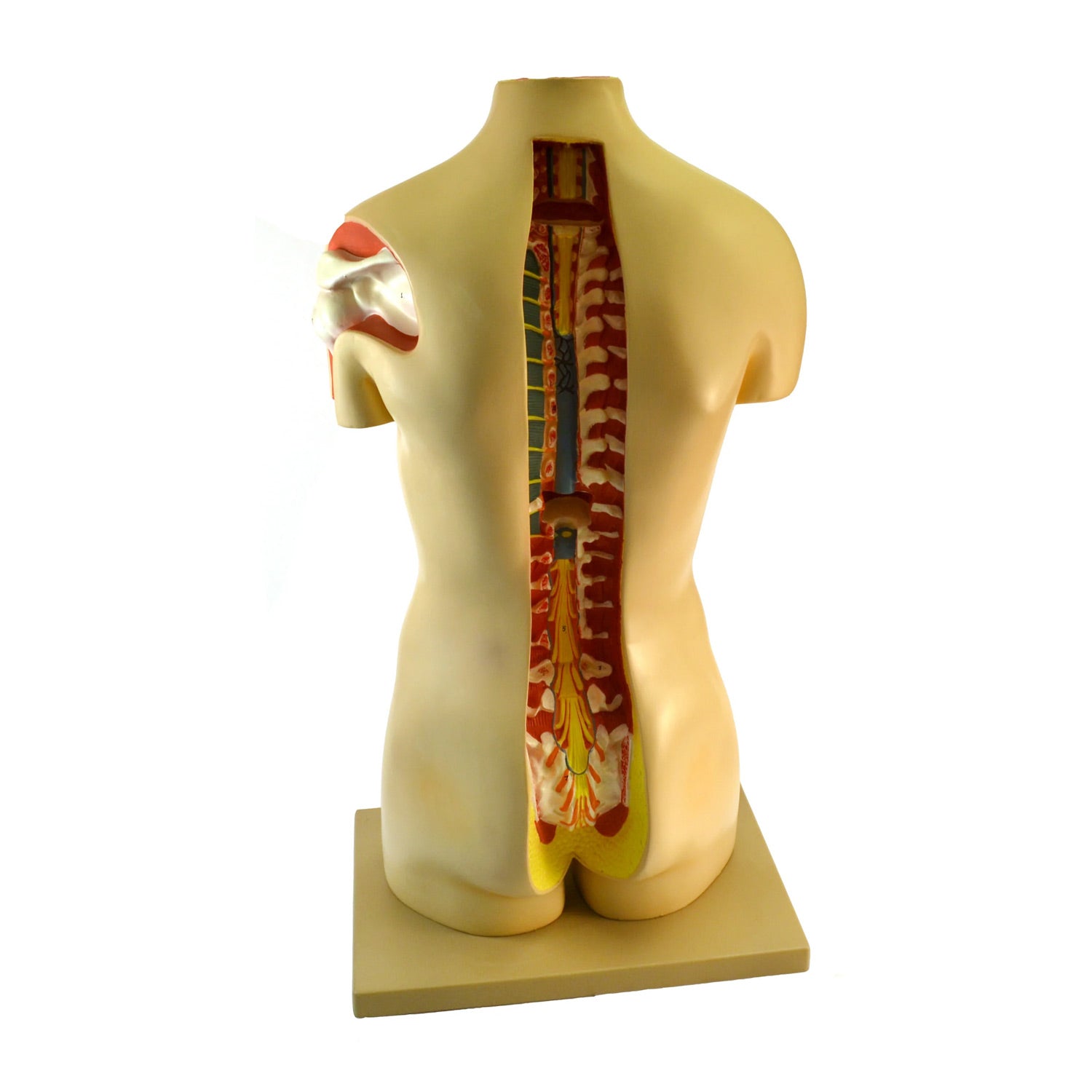 Eisco® Life-Size Human Torso Model, 15-Part, Premium Sexless Anatomical Model with Removable Organs and Open Back – Biology & Medical Teaching Aid