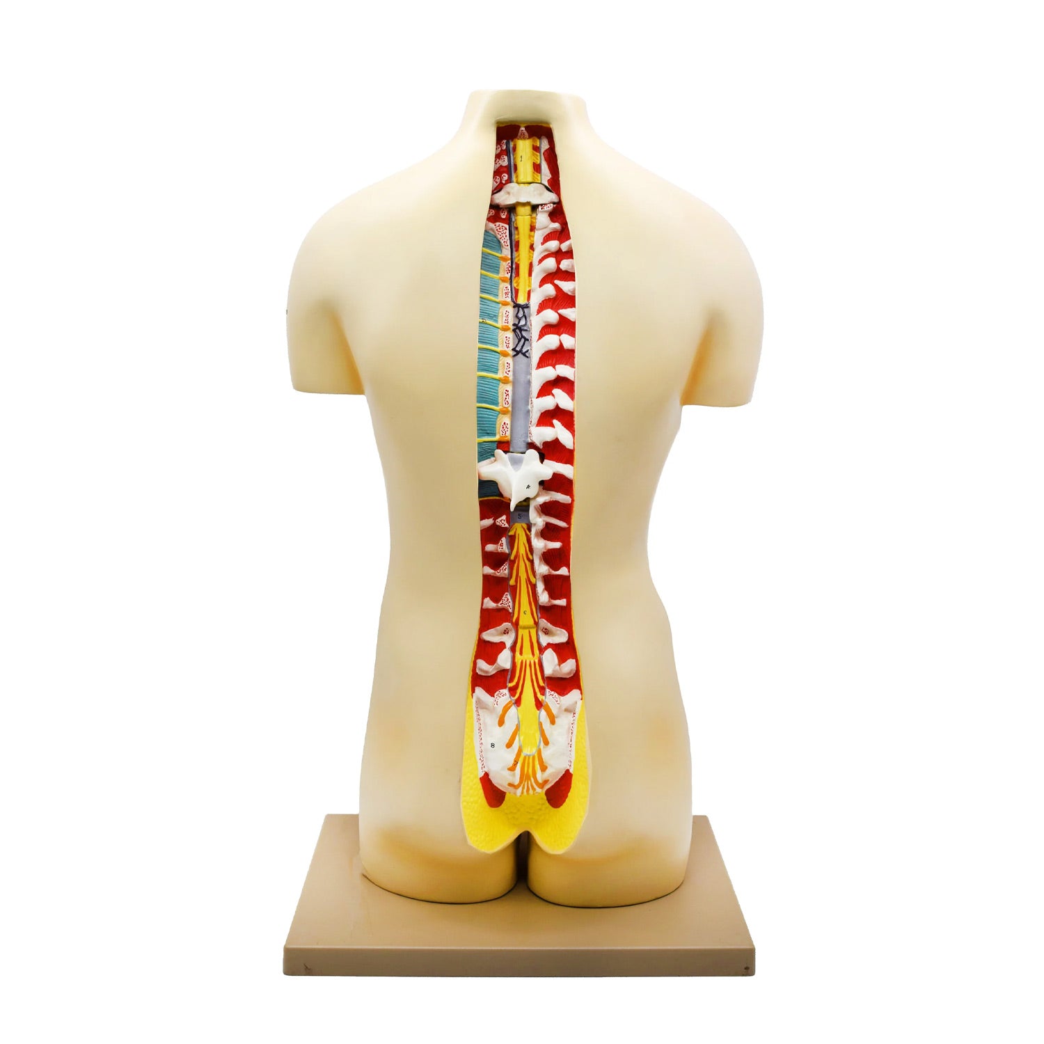 Eisco® Life-Size Dual Sex Human Torso Model – 28 Removable Parts, Open Front & Back, Premium Anatomy Teaching Model