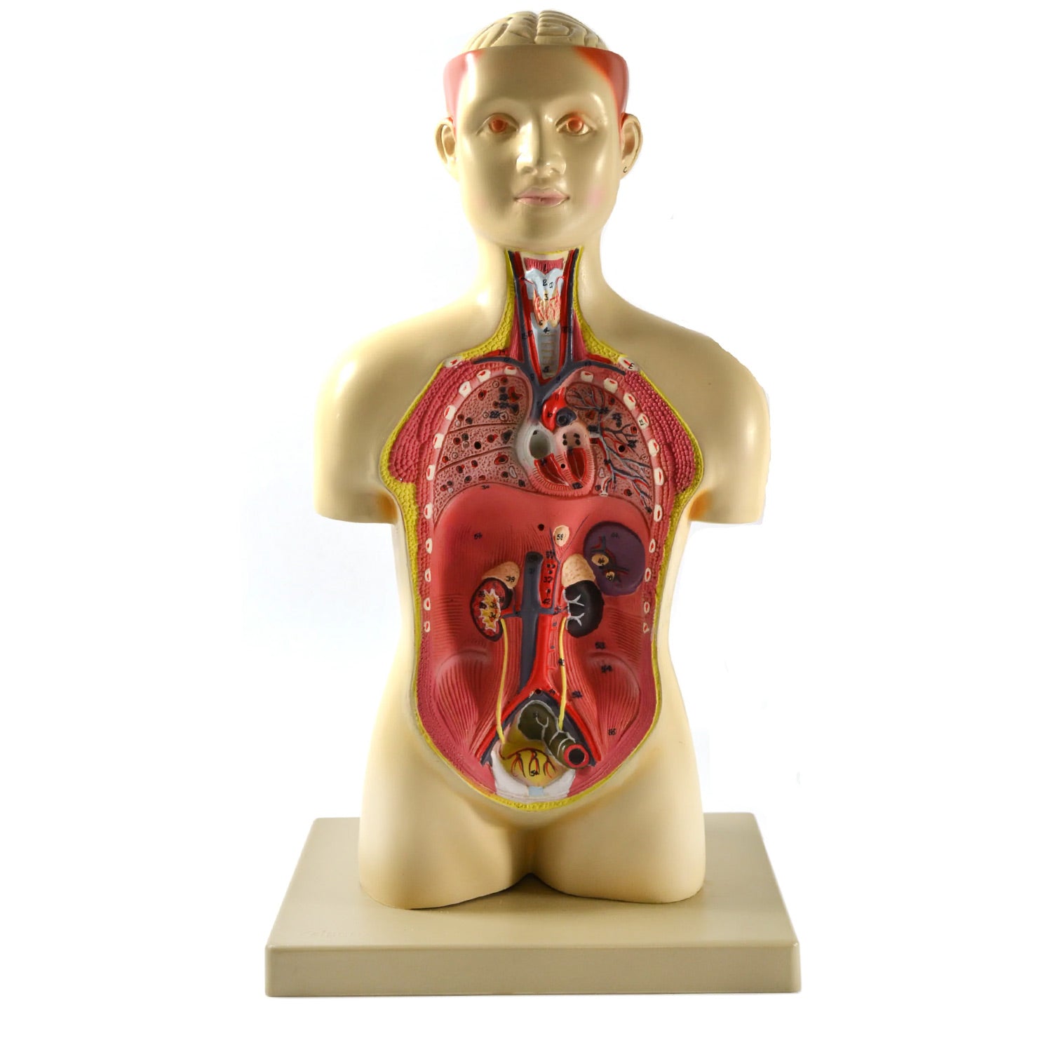 Eisco® Adult Half-Size Human Torso Model – 7 Removable Parts, Half Life Size (17"), Hand-Painted Anatomy Model for Medical & Biology Education