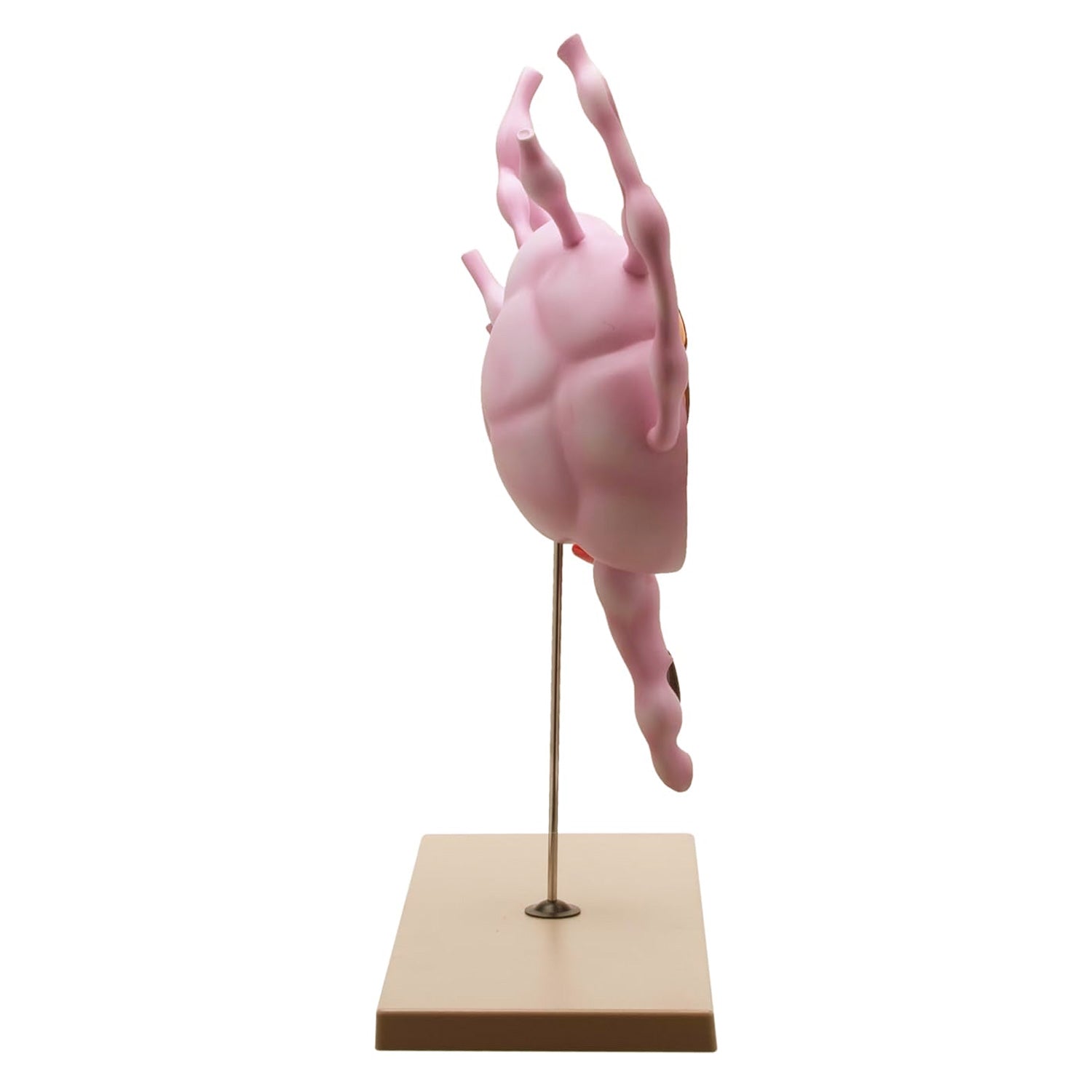 Eisco® Human Lymph Node Model – 24" Tall Anatomy Teaching Model for Biology & Medical Study