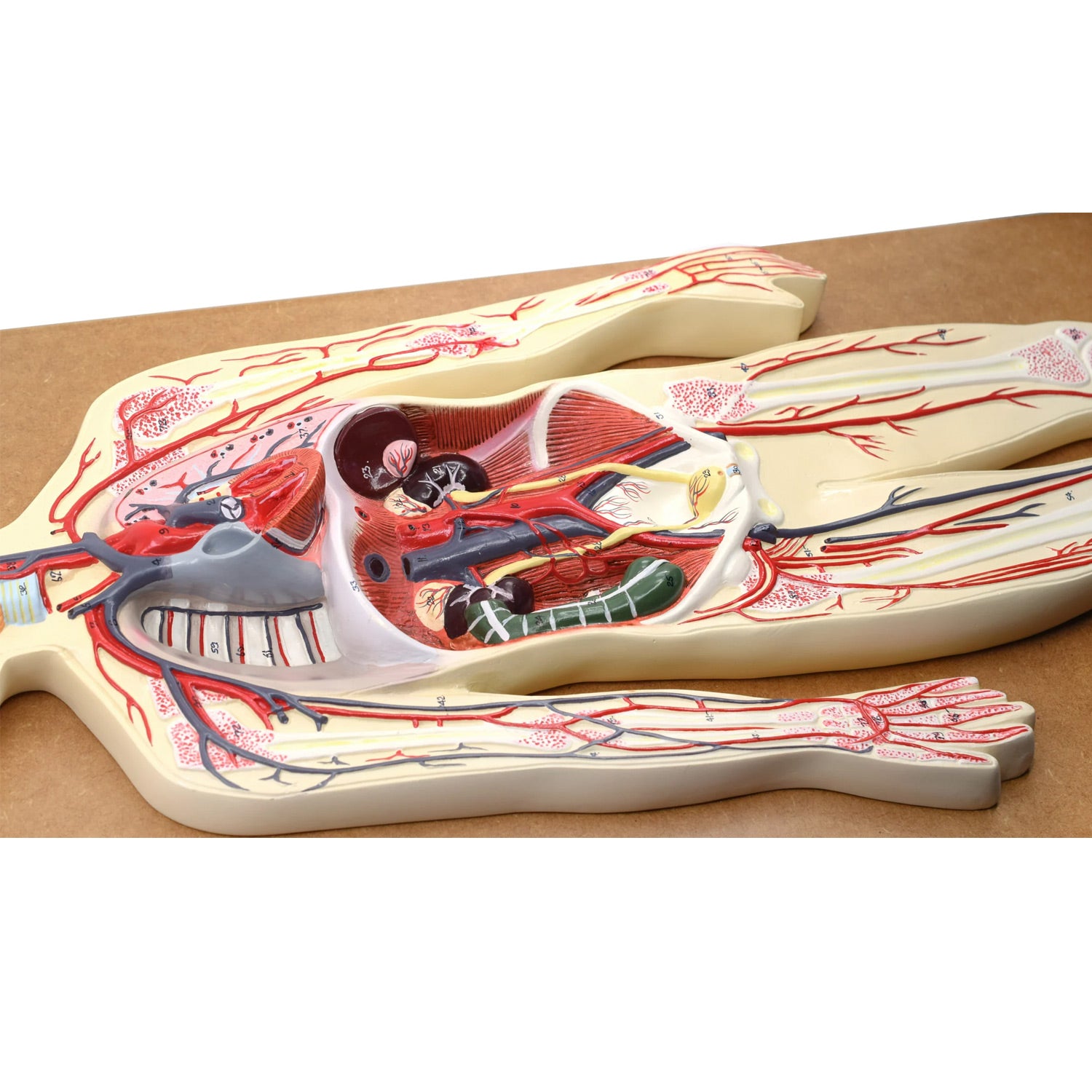 Eisco Labs Human Circulatory System Model – Hand Painted, Numbered Anatomy Model with Key Card & Base for Classroom & Lab Study