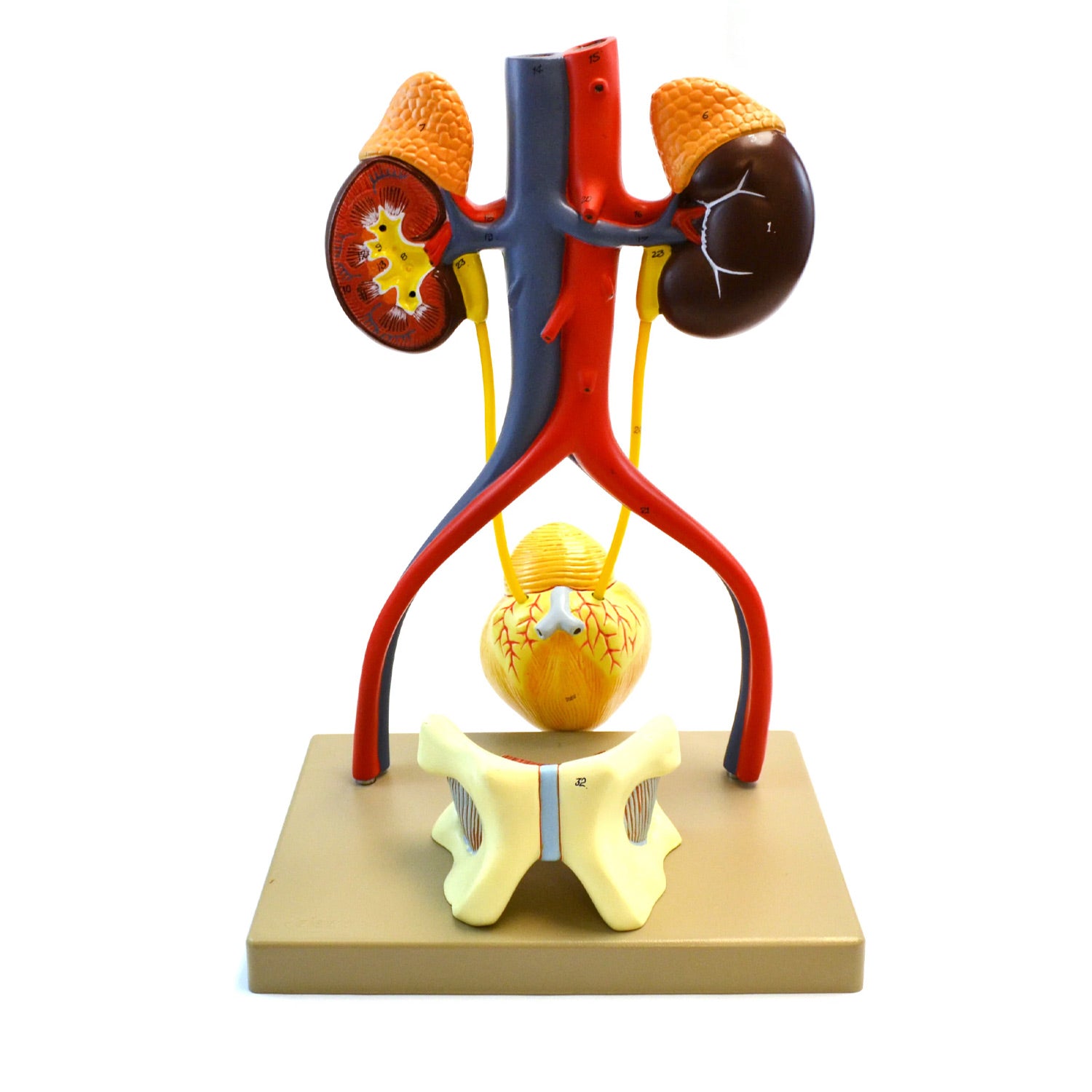 Eisco® Life-Size Human Male Urinary System Model – 5-Part Anatomical Kidney, Bladder & Prostate Teaching Model
