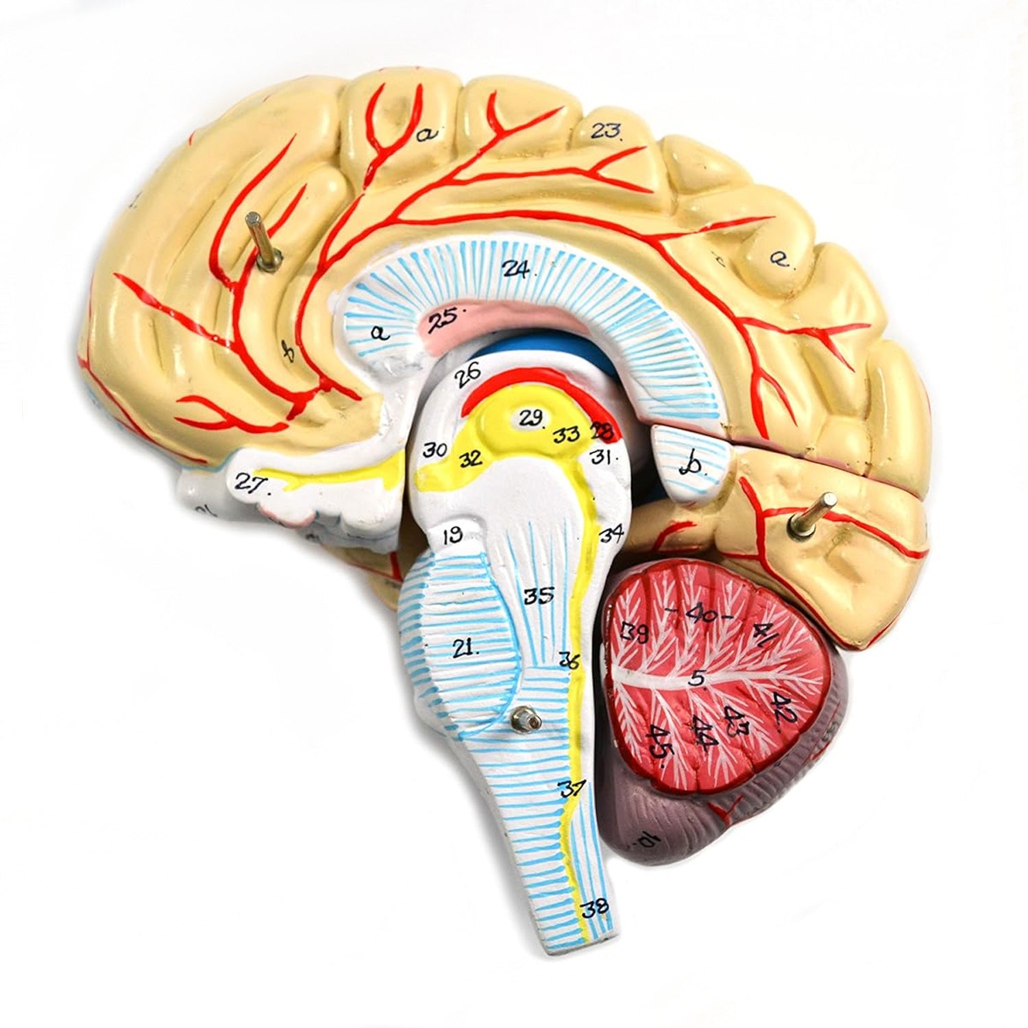 Eisco® Life-Size Human Brain Model with Arteries – 9 Part Dissectible Anatomy Model with Base & Key Card