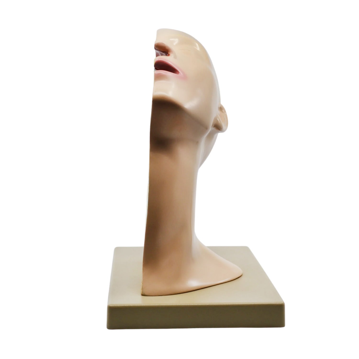 Eisco Labs® Nasal Swab Training Model – 12 Inch PVC 3D Nasopharyngeal Swab Demonstration Model for Medical & Educational Use