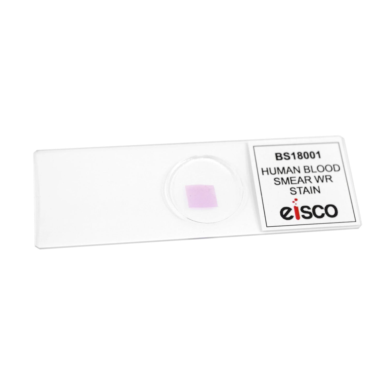 Human Blood Smear Microscope Slide – Prepared Wright’s Stain, 75x25mm – Red & White Blood Cells + Platelets – Biology Teaching Aid