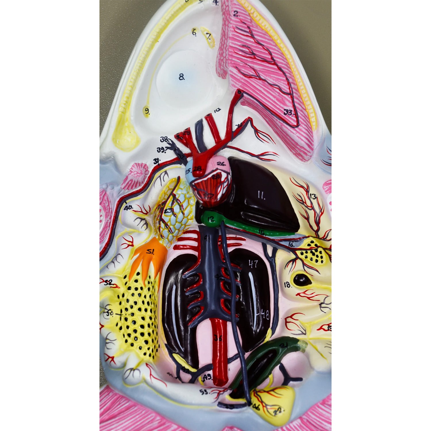17-Inch 3D Frog Dissection Model – Mounted Biology Teaching Specimen with Key Card | PVC Classroom Anatomy Model