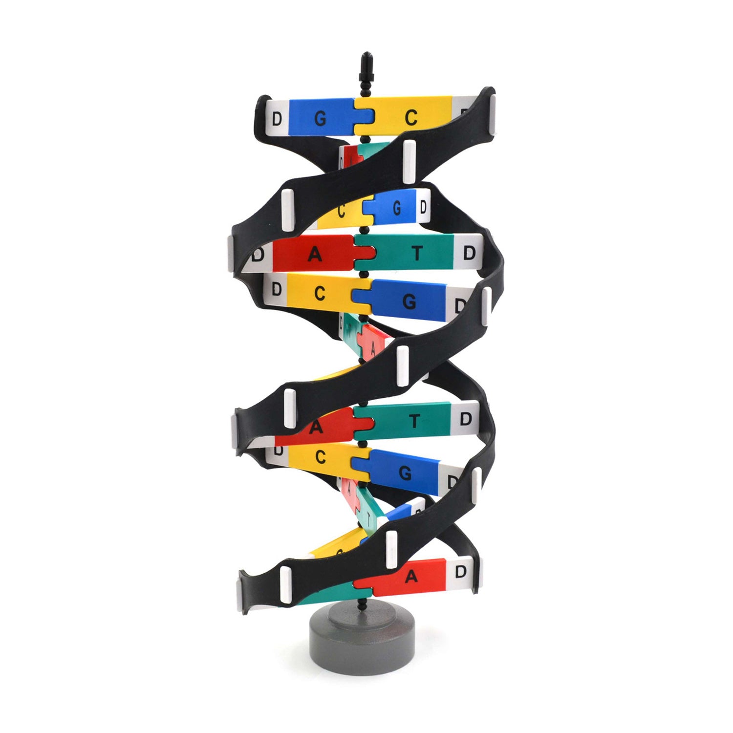 Eisco® DNA Model Kit – 3D Double Helix Molecular Biology Teaching Tool with Rotating Base (13 x 13 x 45 cm)