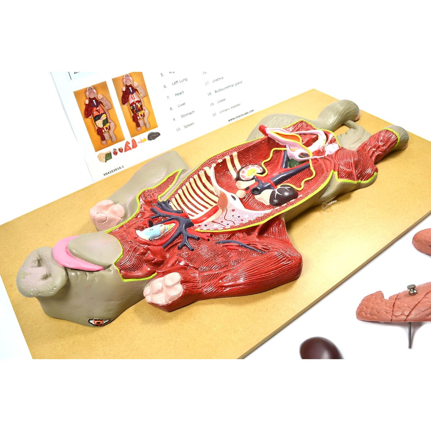 Pig Dissection Model – Anatomy Teaching Aid with Visible Internal Organs, Mounted on Base with English Key Card (56 x 30 x 7 cm)