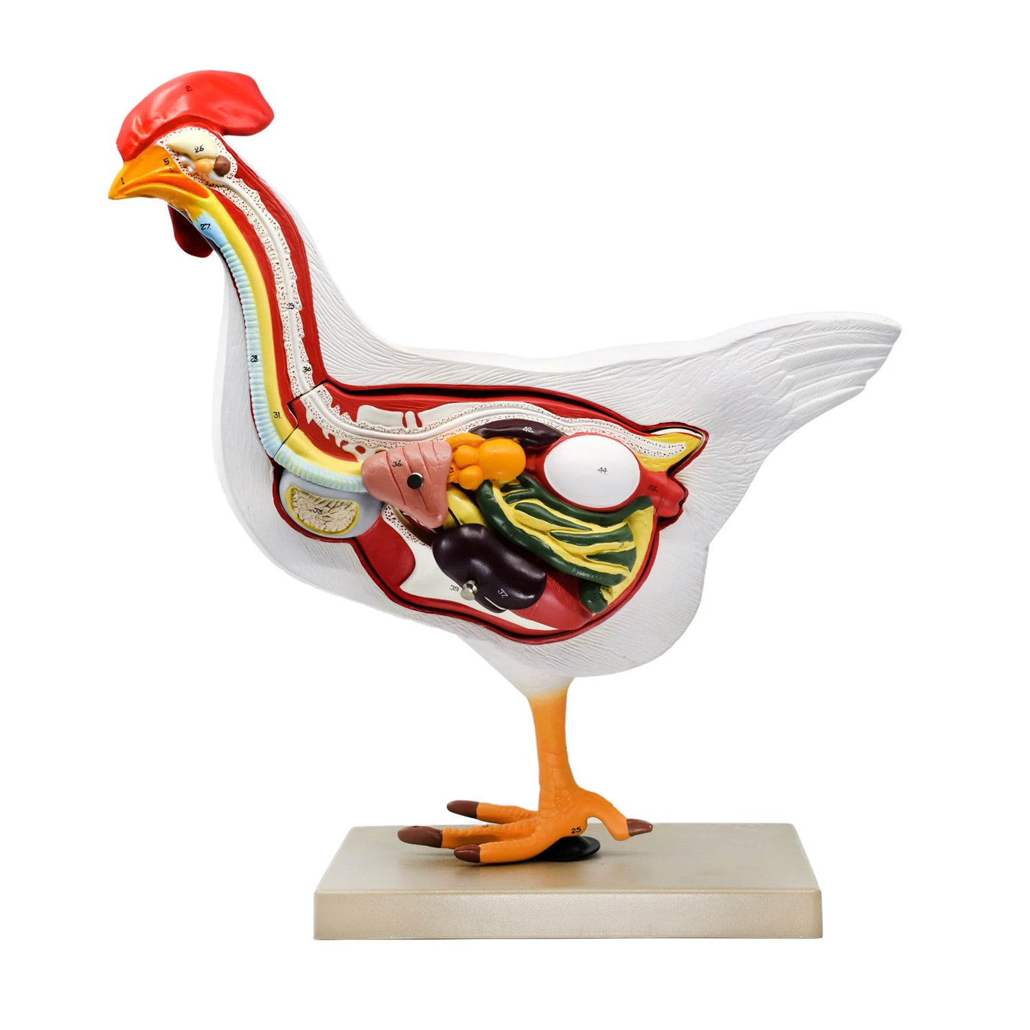 Life-Size Chicken Anatomy Model – 6-Part Dissectible Hen with Egg, Musculoskeletal, Digestive, Respiratory & Reproductive Structures – Veterinary & Biology Teaching Aid