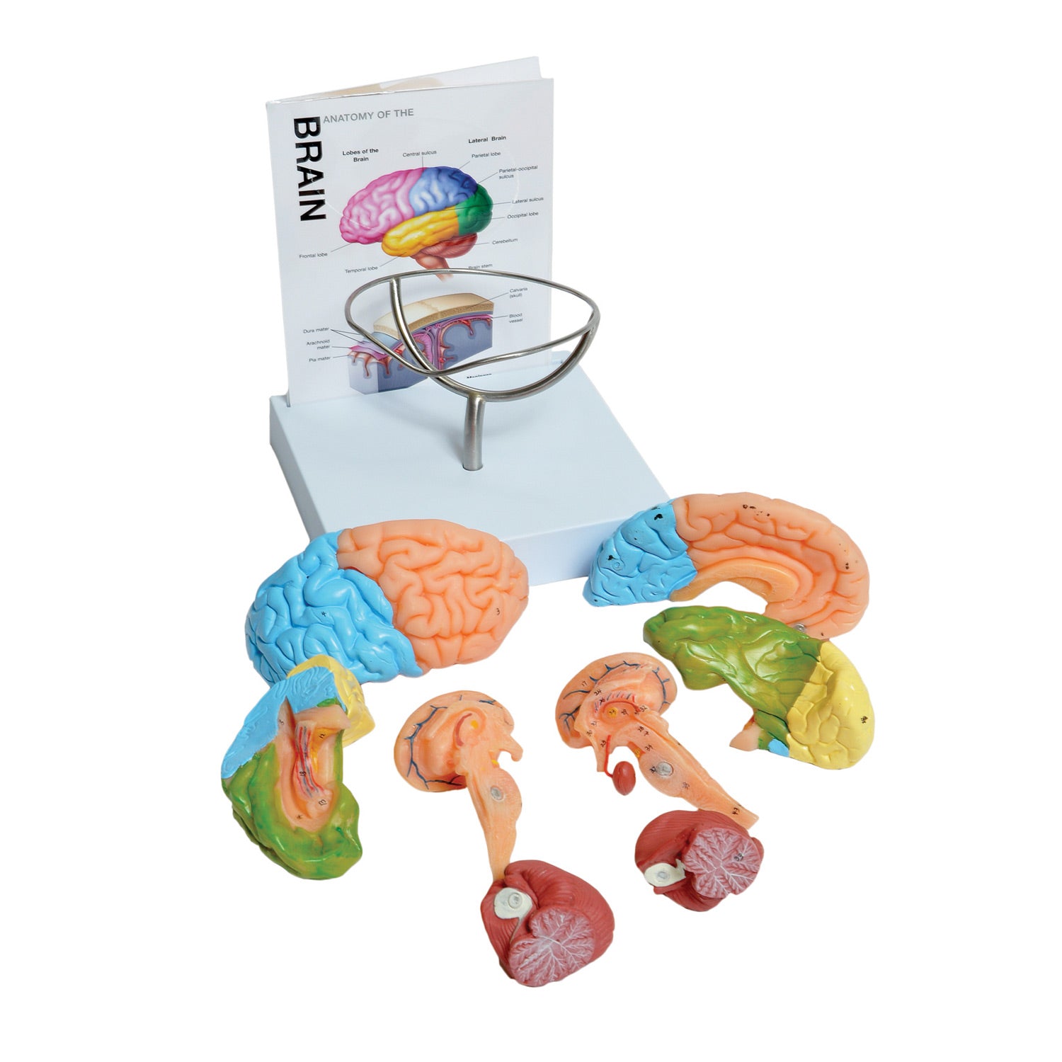 United Scientific® 8-Part Human Brain Model – Full-Size Anatomical Teaching Tool with Stand & Guide