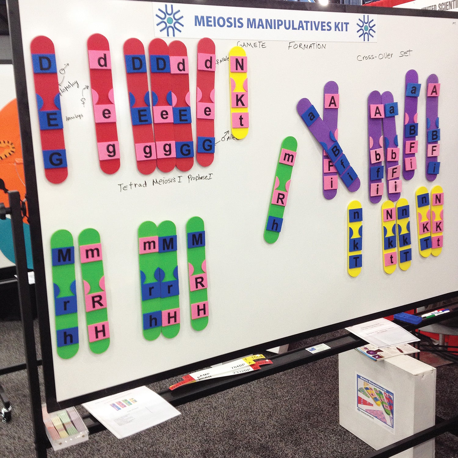 United Scientific® Meiosis Manipulatives Kit – Hands-On Chromosome Model for Teaching Meiosis in Classrooms