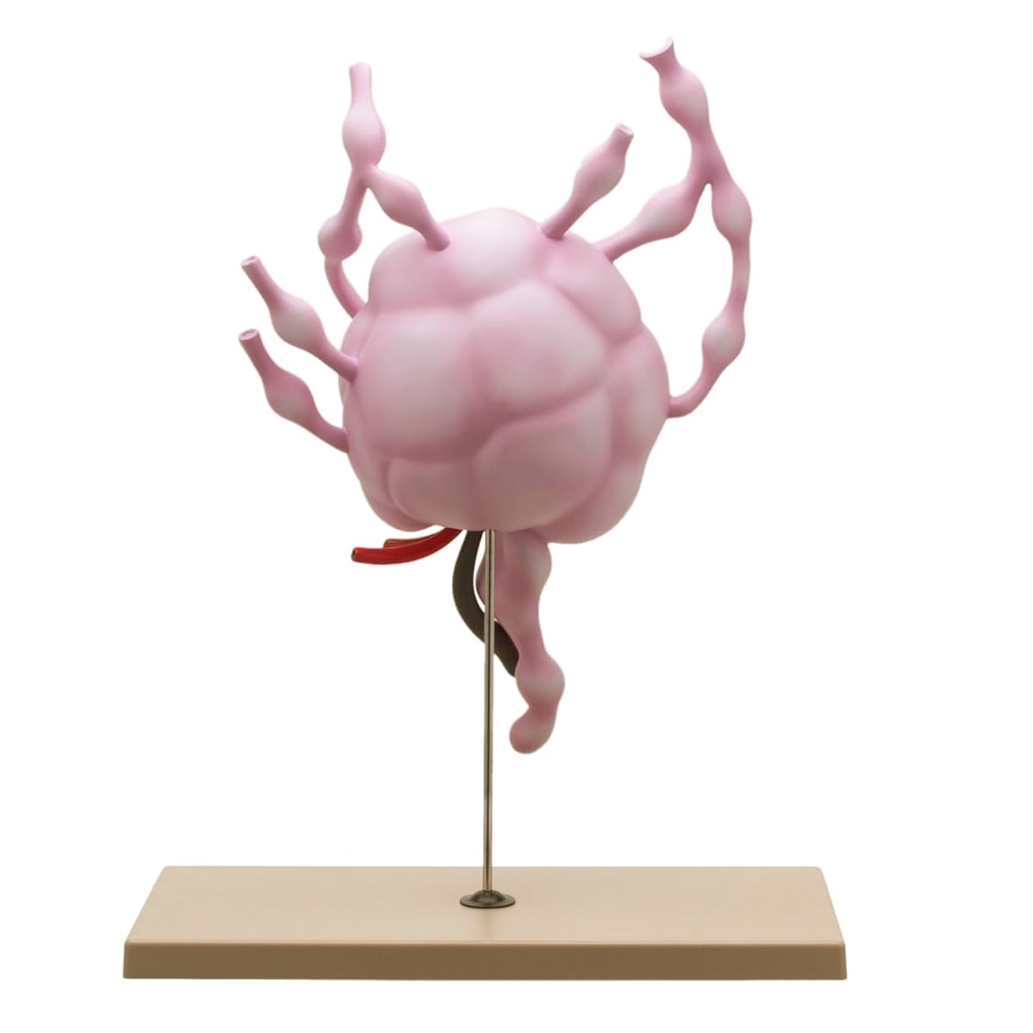 Eisco® Human Lymph Node Model – 24" Tall Anatomy Teaching Model for Biology & Medical Study