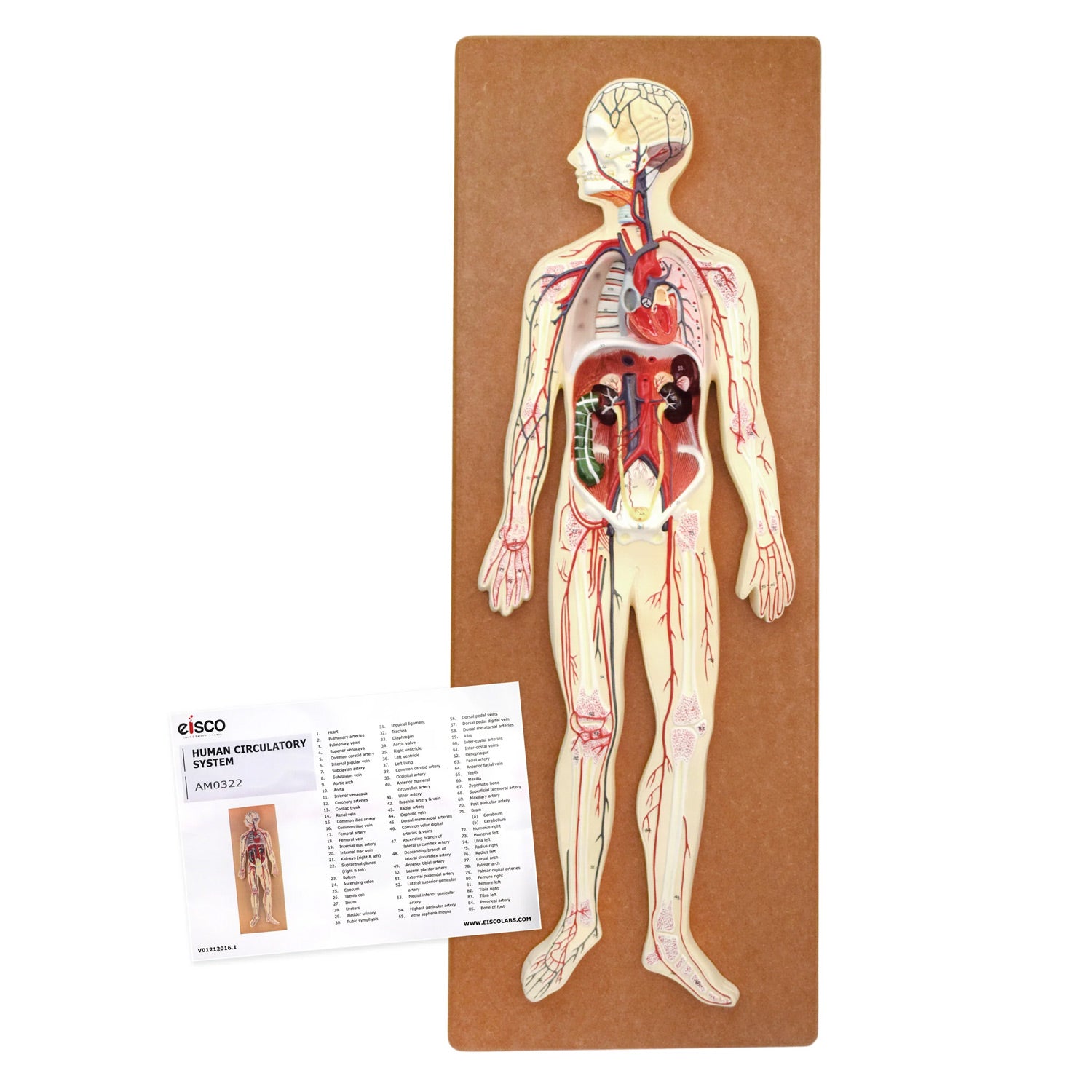 Eisco Labs Human Circulatory System Model – Hand Painted, Numbered Anatomy Model with Key Card & Base for Classroom & Lab Study