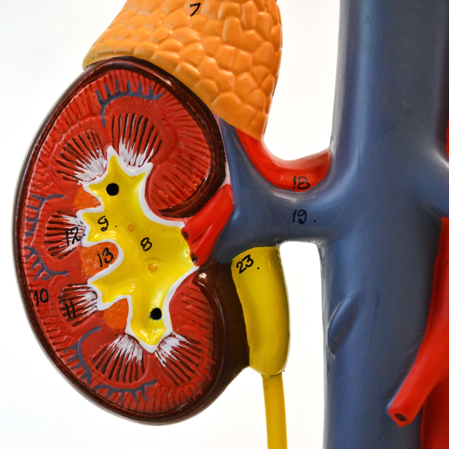 Eisco® Life-Size Human Male Urinary System Model – 5-Part Anatomical Kidney, Bladder & Prostate Teaching Model
