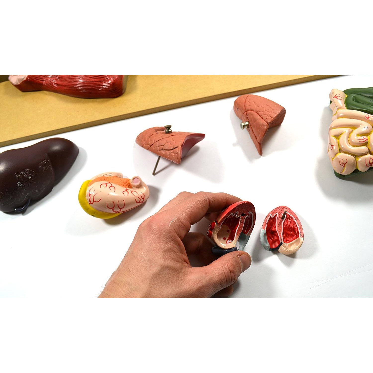 Pig Dissection Model – Anatomy Teaching Aid with Visible Internal Organs, Mounted on Base with English Key Card (56 x 30 x 7 cm)
