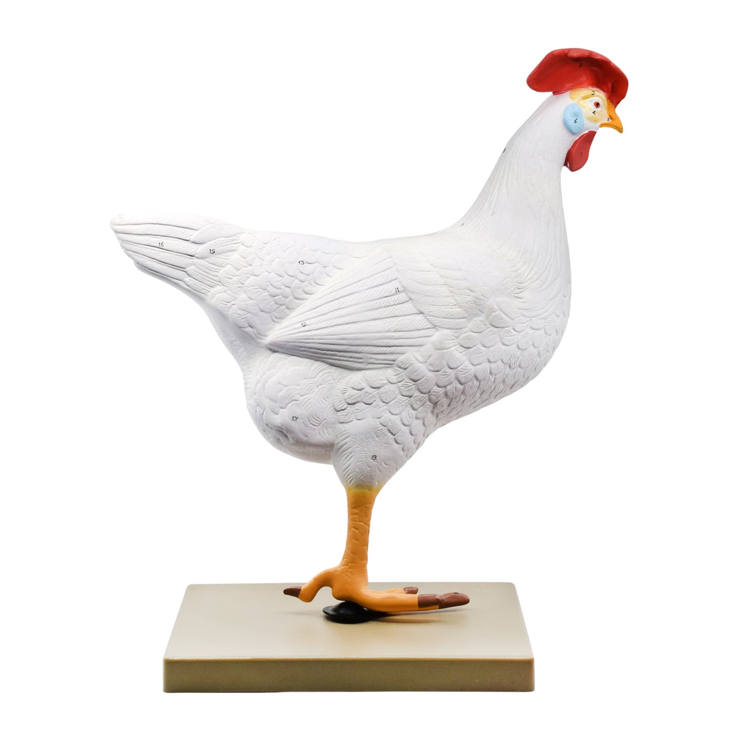 Life-Size Chicken Anatomy Model – 6-Part Dissectible Hen with Egg, Musculoskeletal, Digestive, Respiratory & Reproductive Structures – Veterinary & Biology Teaching Aid