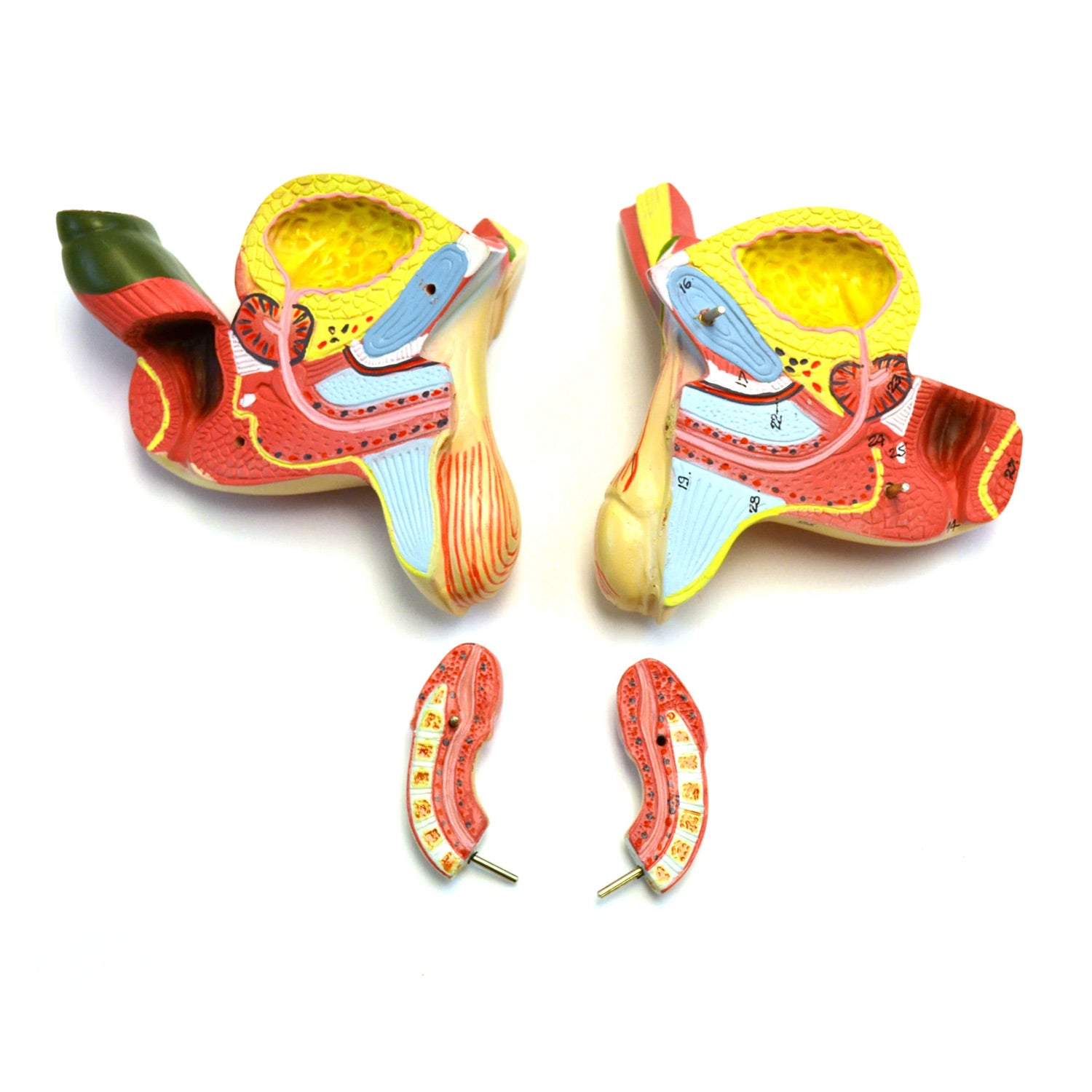 Eisco® Life-Size Dual Sex Human Torso Model with Open Front & Back – 18 Removable Organs, Anatomical Teaching Model