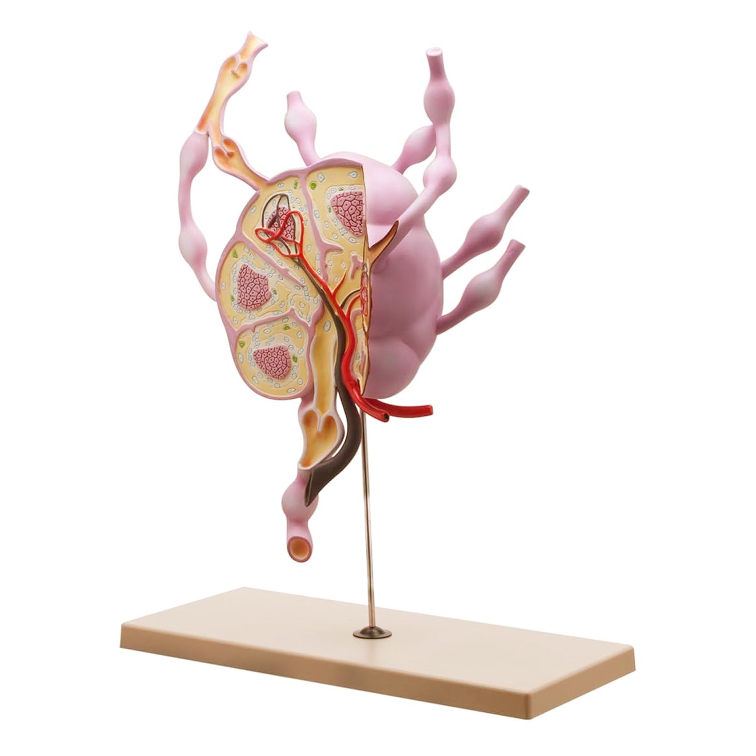 Eisco® Human Lymph Node Model – 24" Tall Anatomy Teaching Model for Biology & Medical Study