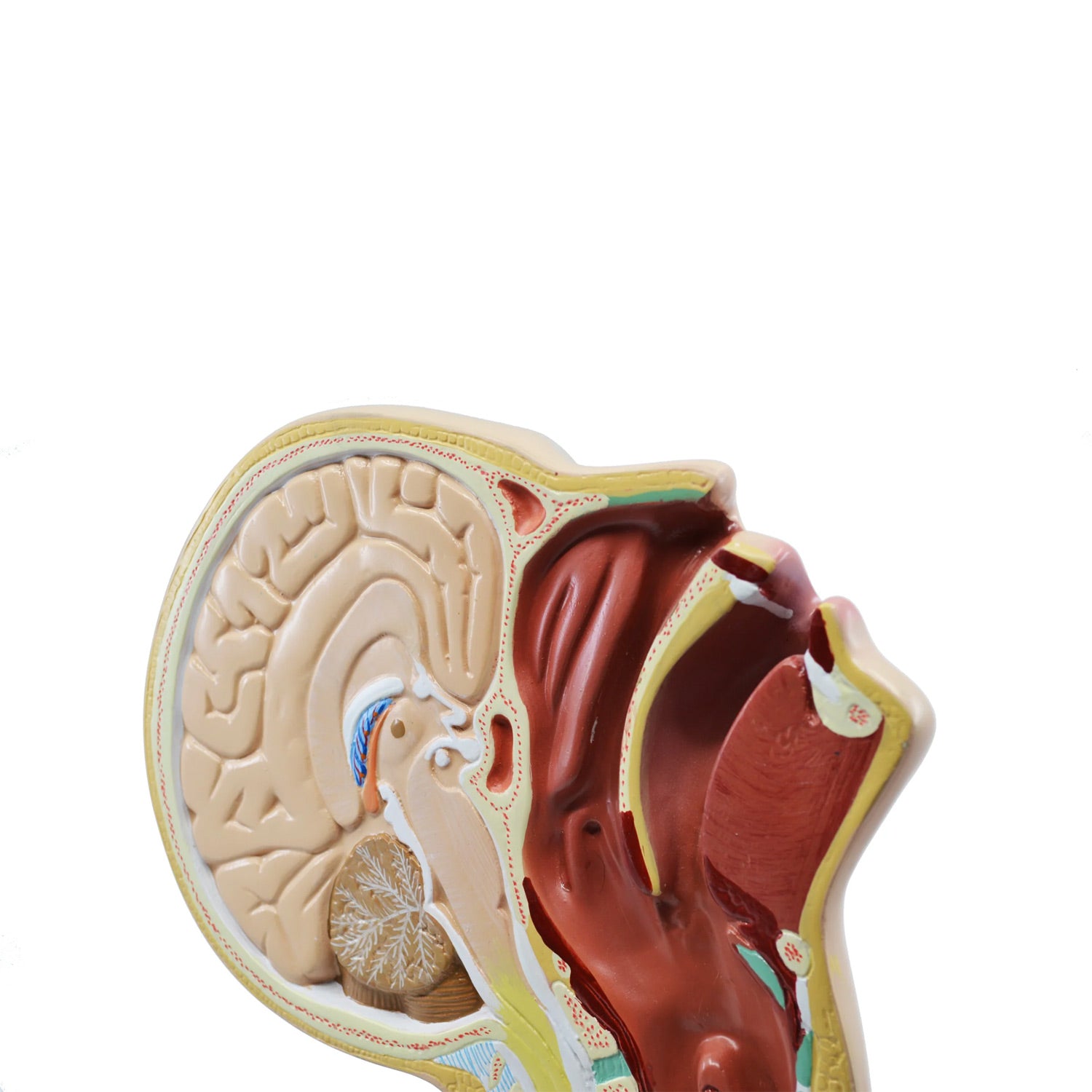 Eisco Labs® Nasal Swab Training Model – 12 Inch PVC 3D Nasopharyngeal Swab Demonstration Model for Medical & Educational Use