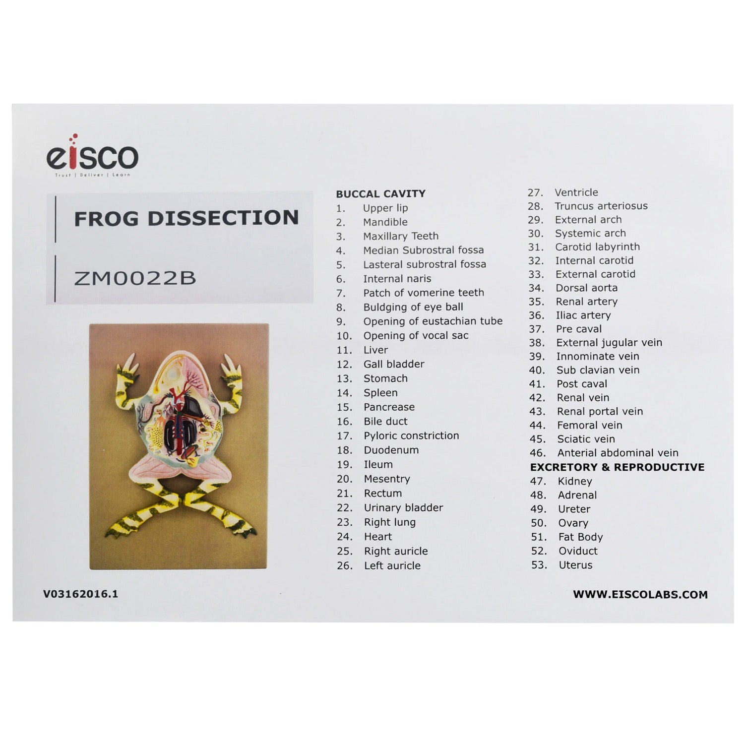 17-Inch 3D Frog Dissection Model – Mounted Biology Teaching Specimen with Key Card | PVC Classroom Anatomy Model