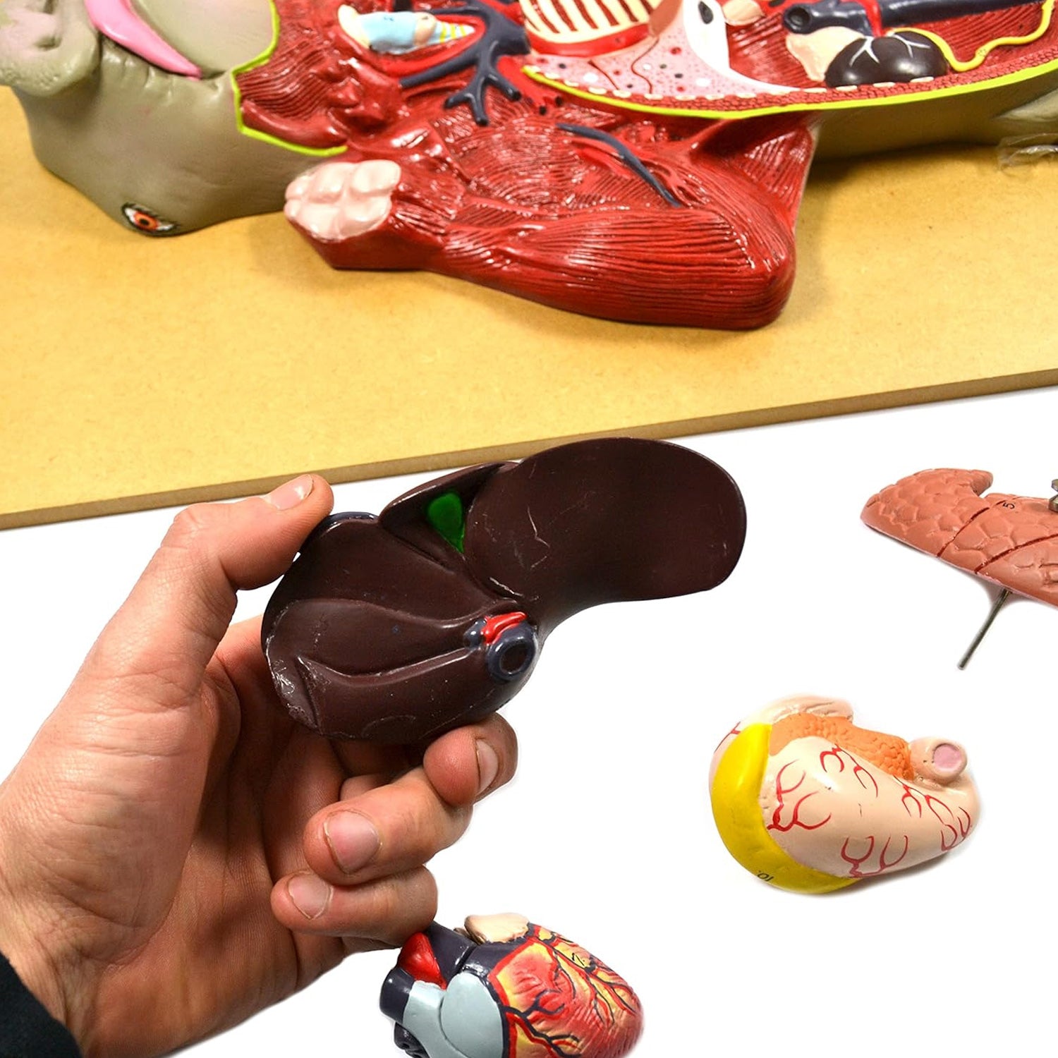 Pig Dissection Model – Anatomy Teaching Aid with Visible Internal Organs, Mounted on Base with English Key Card (56 x 30 x 7 cm)