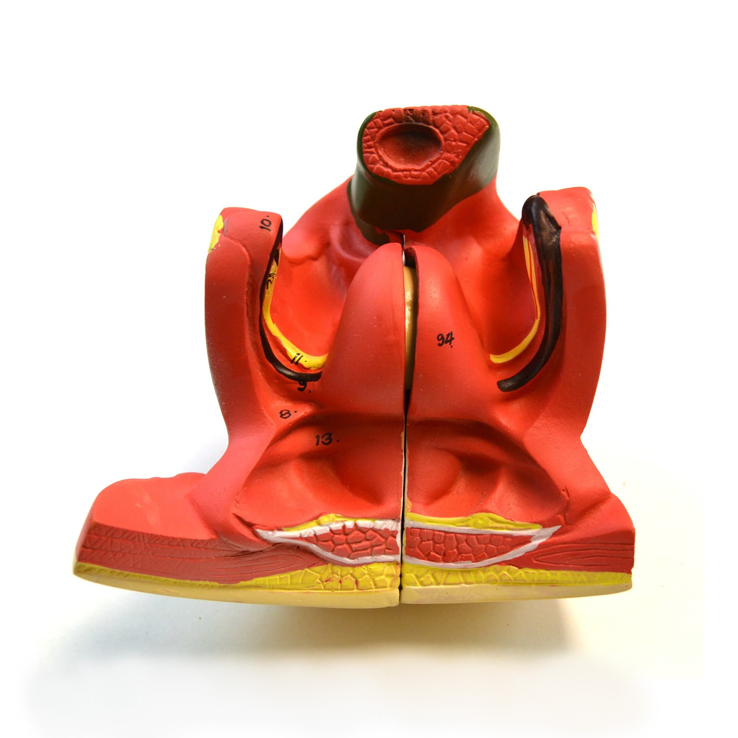 Eisco® Life-Size Dual Sex Human Torso Model with Open Front & Back – 18 Removable Organs, Anatomical Teaching Model