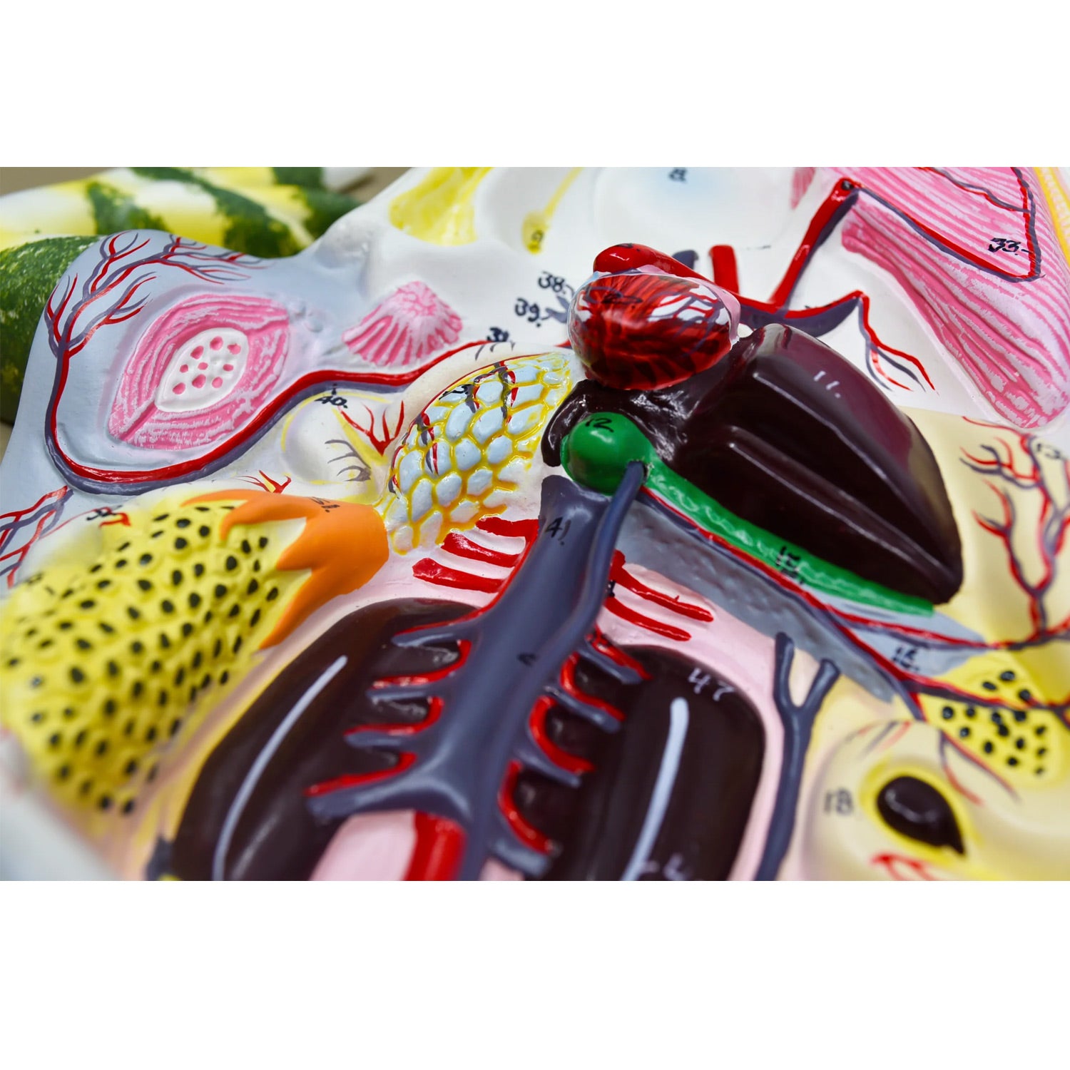 17-Inch 3D Frog Dissection Model – Mounted Biology Teaching Specimen with Key Card | PVC Classroom Anatomy Model