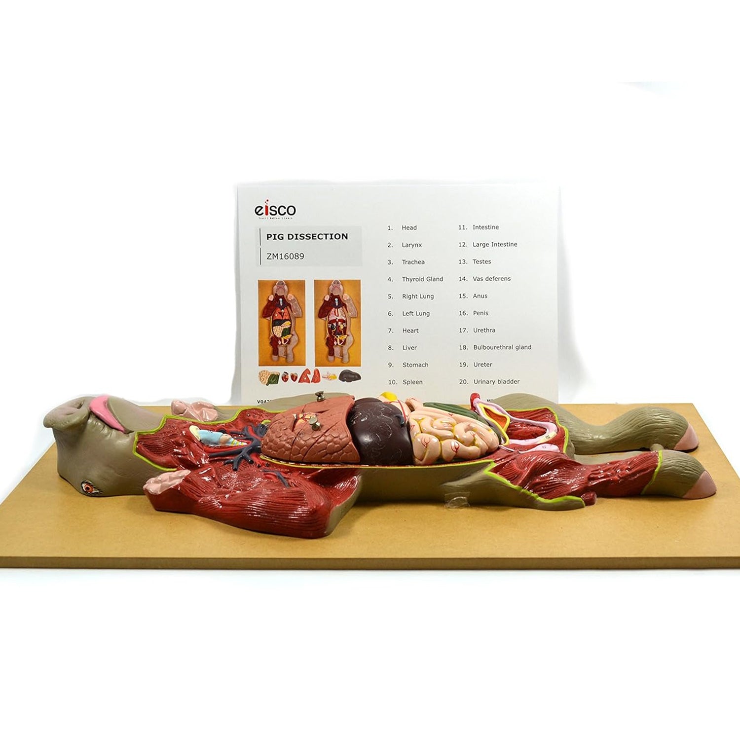Pig Dissection Model – Anatomy Teaching Aid with Visible Internal Organs, Mounted on Base with English Key Card (56 x 30 x 7 cm)