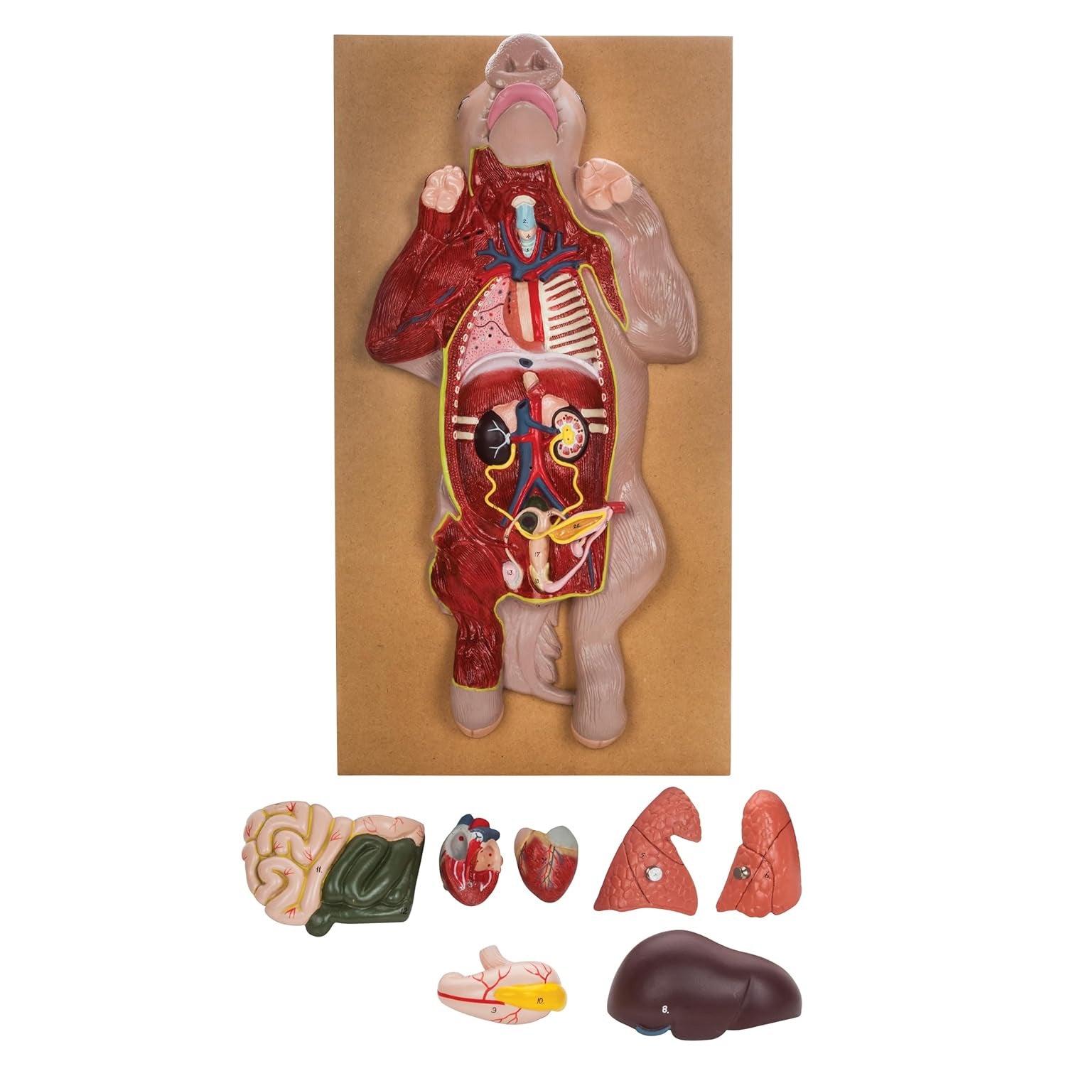 Pig Dissection Model – Anatomy Teaching Aid with Visible Internal Organs, Mounted on Base with English Key Card (56 x 30 x 7 cm)