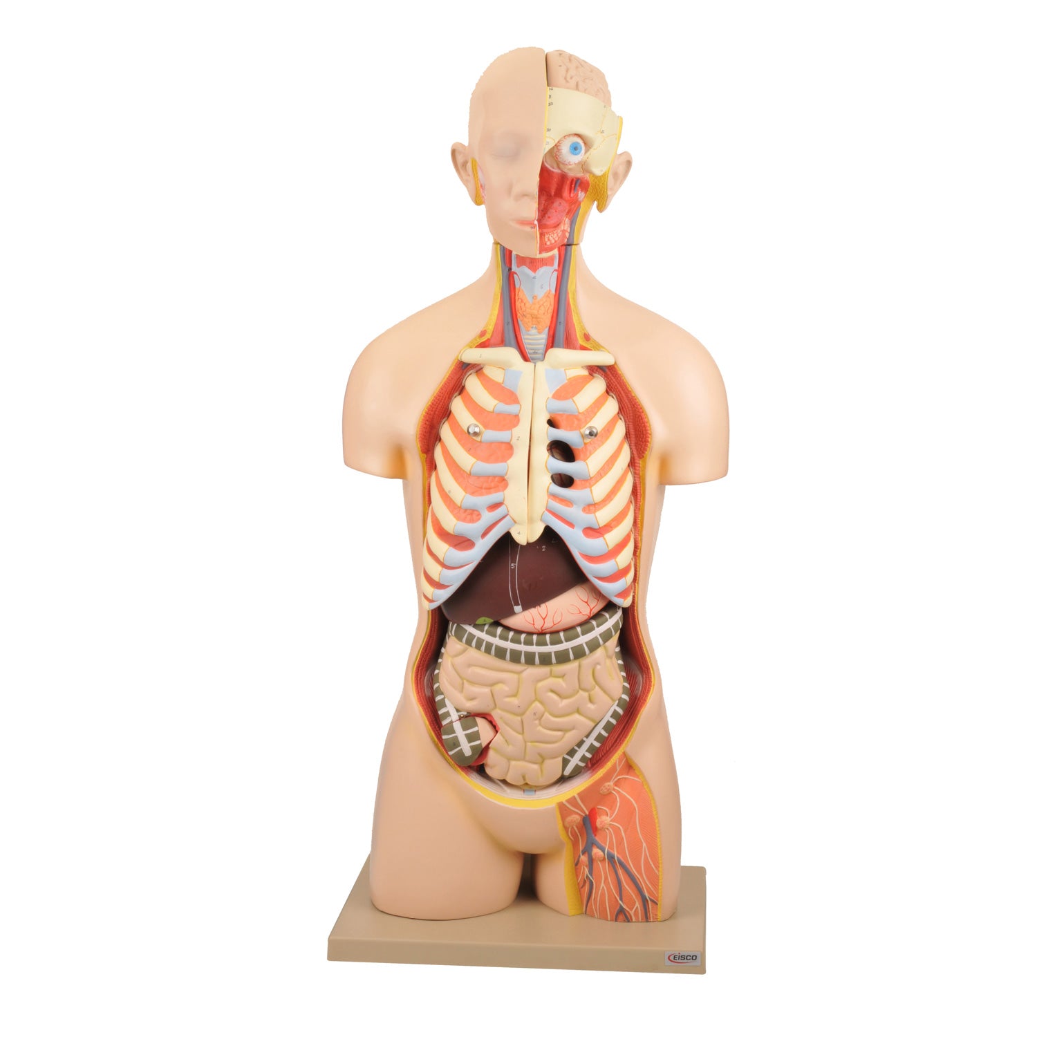 Anatomical Models
