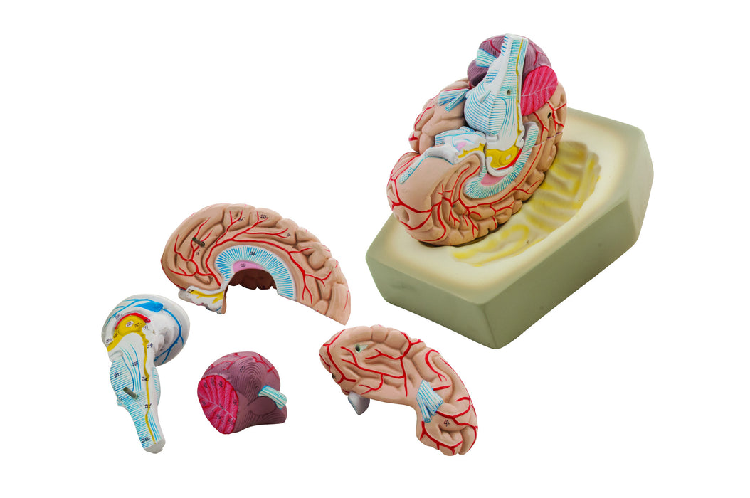Eisco Labs Human Brain Model, Life-Size, 8-Part – Hand Painted Anatomy Teaching Tool with Display Stand & Keycard